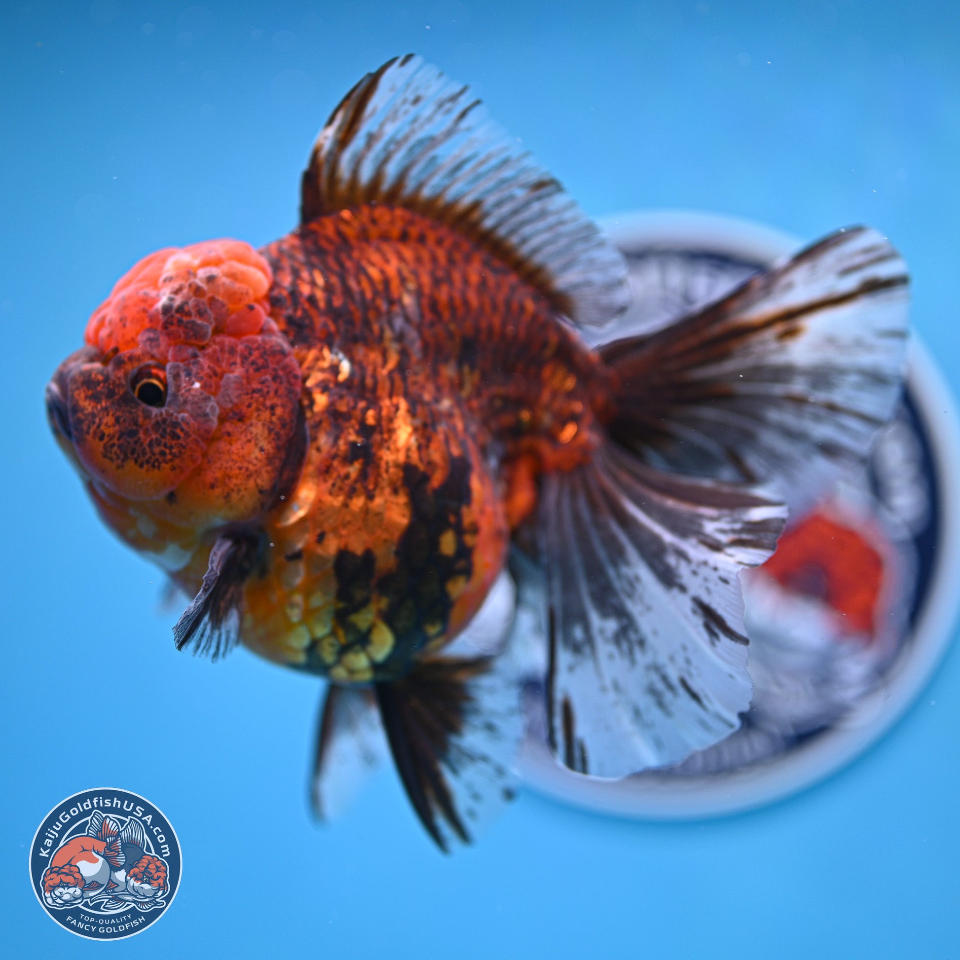 Tiger Rose Tail Oranda 6 inches - Female (241129_OR11) - Kaiju Goldfish USA