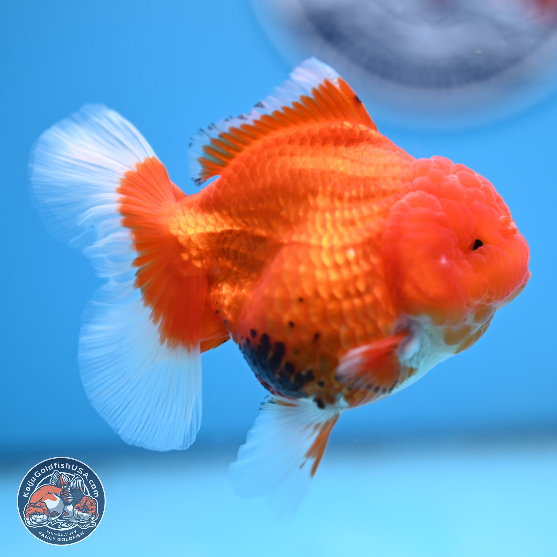 Tricolor Rose Tail Oranda 4 inches - Female (241206_OR11) - Kaiju Goldfish USA