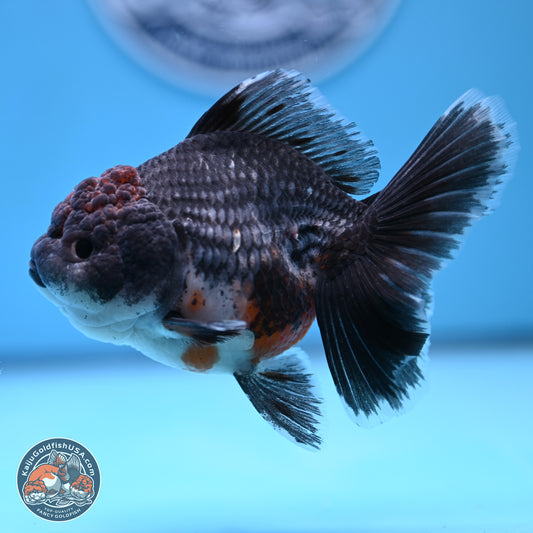 Shogun Blue Kirin Rose Tail Oranda 3.5in Body (240802_OR11) - Kaiju Goldfish USA