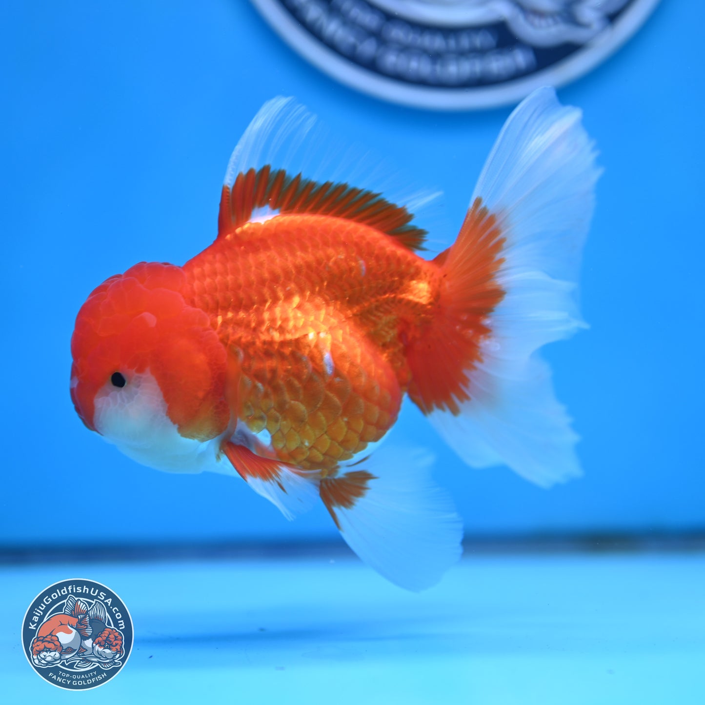 Red White Rose Tail Oranda 3.5 inches Body - Male (250404_OR11)