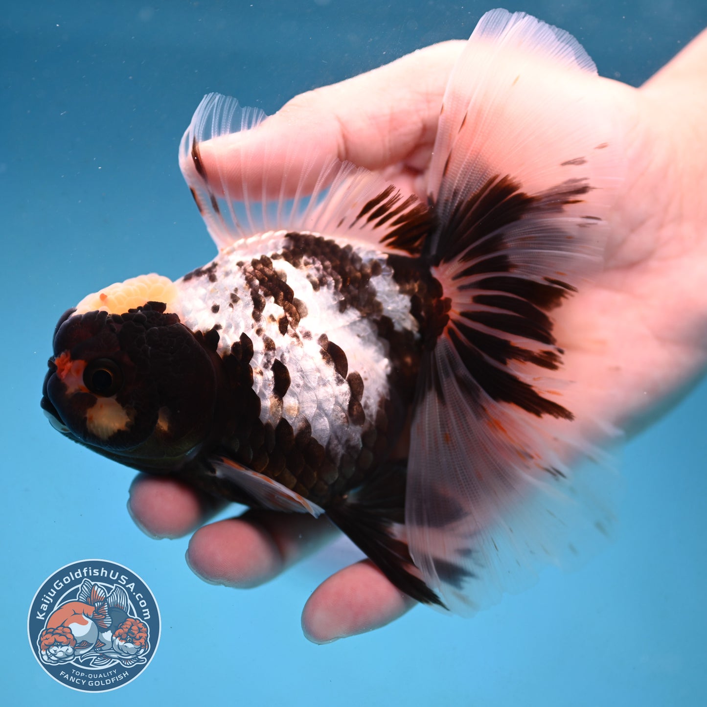 Butterfly Tail Panda Oranda 4 inch Body (250926_OR11)
