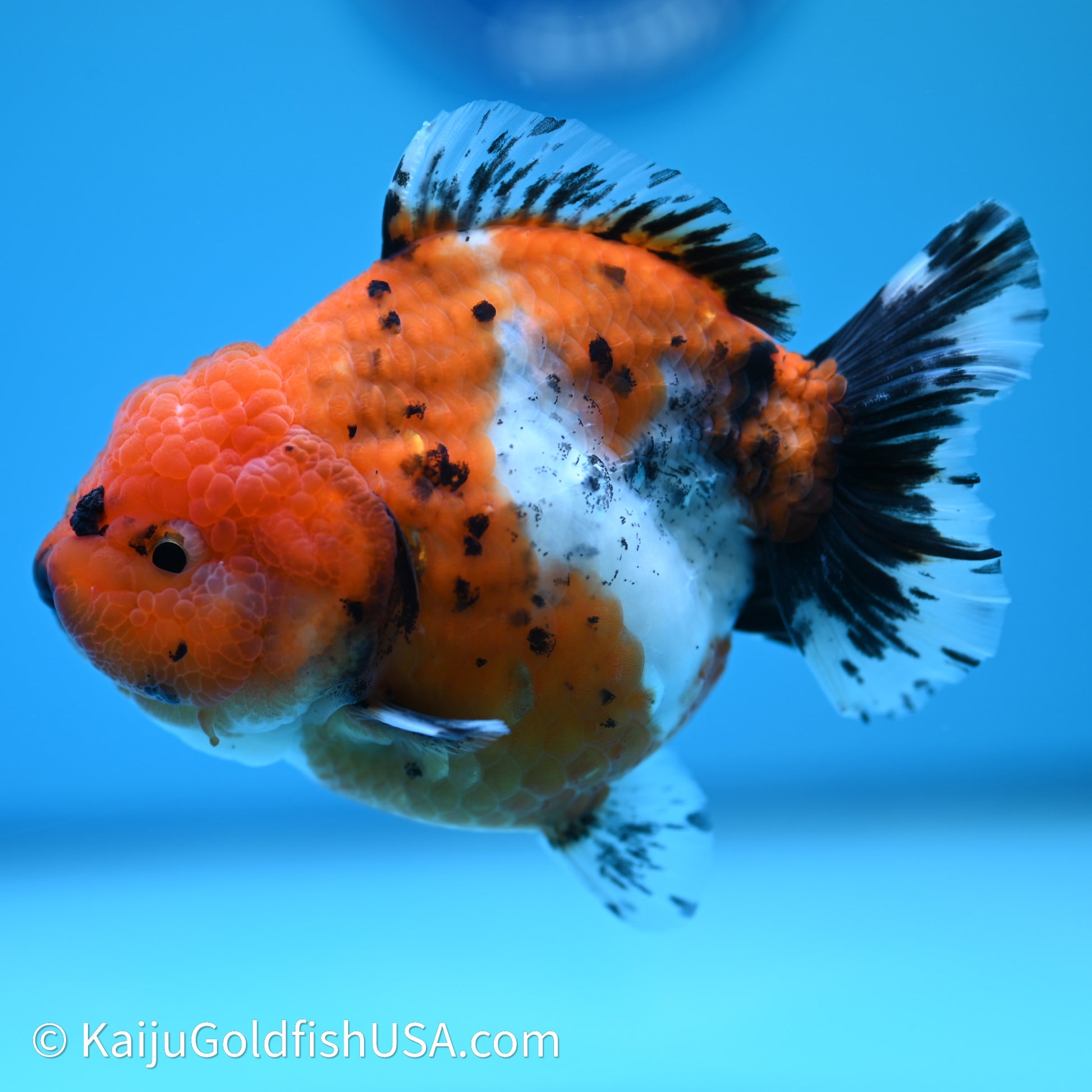 Shogun Godzilla Calico Oranda 3.5in Body (240614_OR11) - Kaiju Goldfish USA