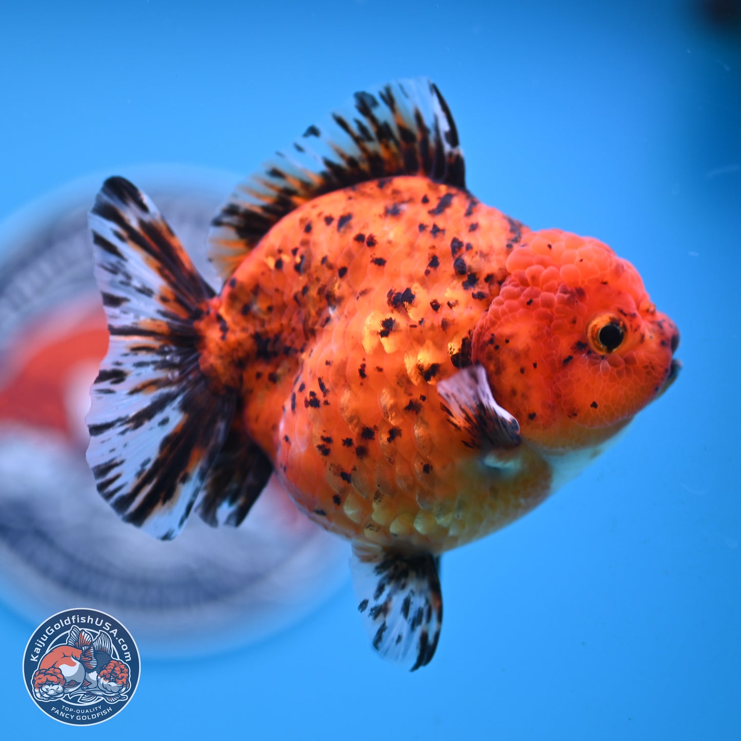 Shogun Tiger Oranda 4 inches Body - Female(250131_OR11)