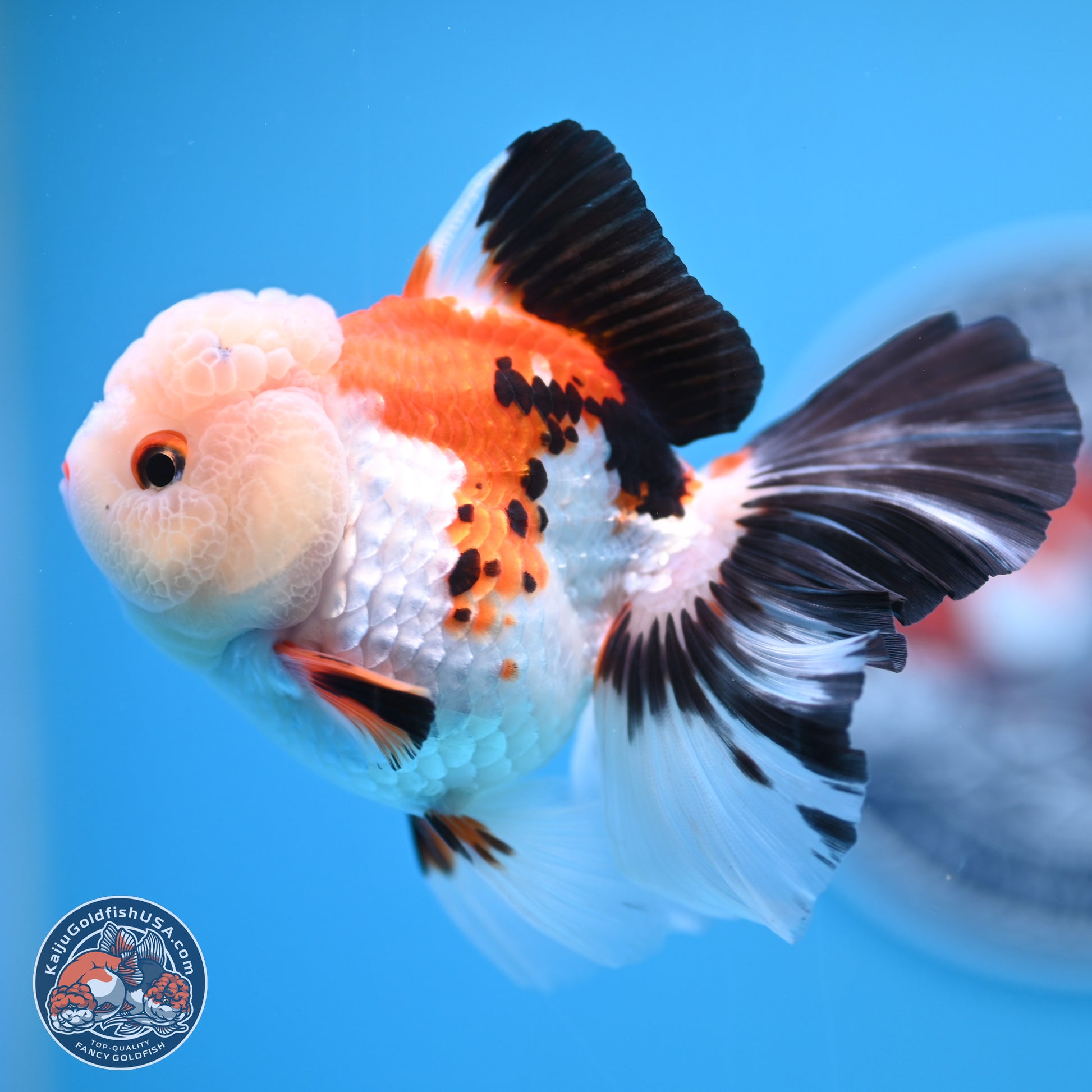 Tricolor Rose Tail Oranda 4.5 inches - Female (241122_OR11) - Kaiju Goldfish USA