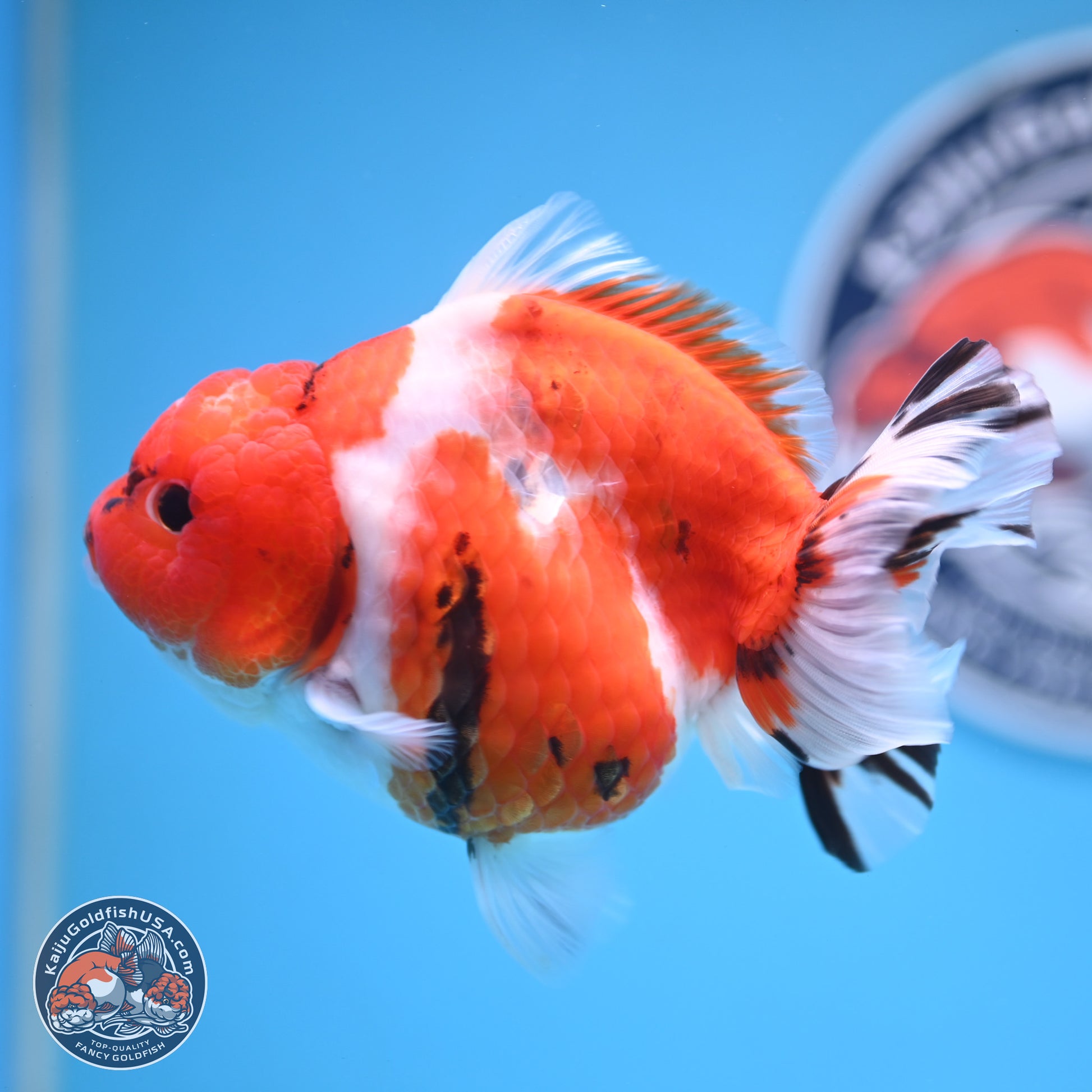 Tricolor Sakura YuanBao Oranda 4.5 inches Body - Female (250103_OR11) - Kaiju Goldfish USA