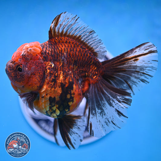 Tiger Rose Tail Oranda 6 inches - Female (241129_OR11) - Kaiju Goldfish USA