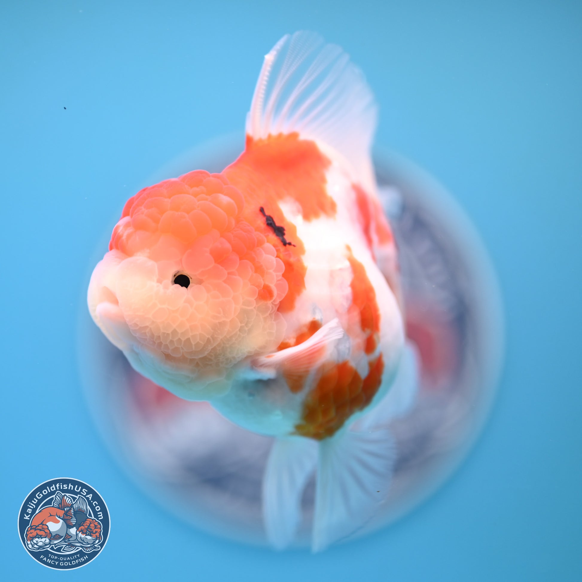 Tricolor Sakura Rose Tail Oranda 4.25 inches (241025_OR11) - Kaiju Goldfish USA