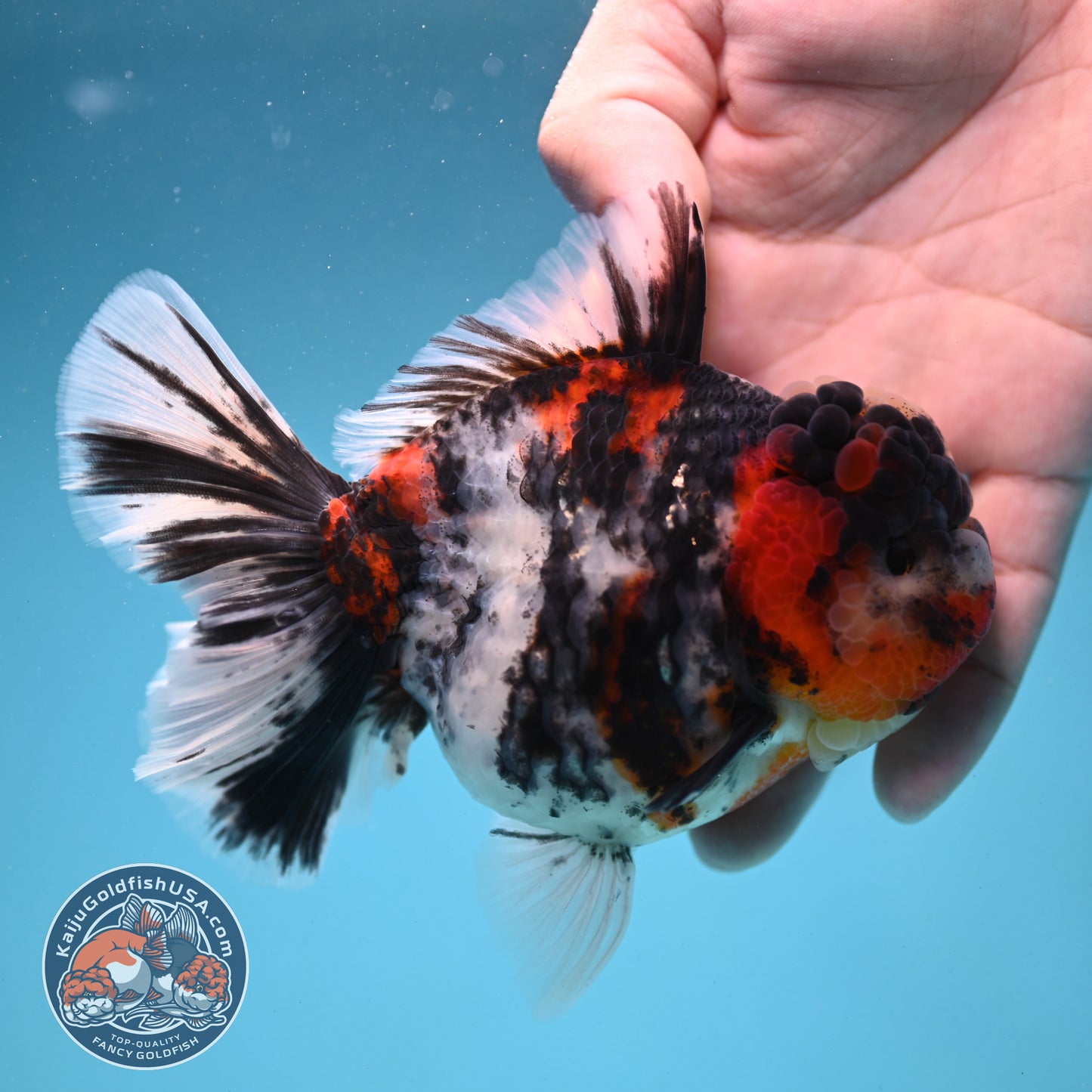 Sakura Tricolor Rosetail Tiger Oranda 4 inch Body (250919_OR11)