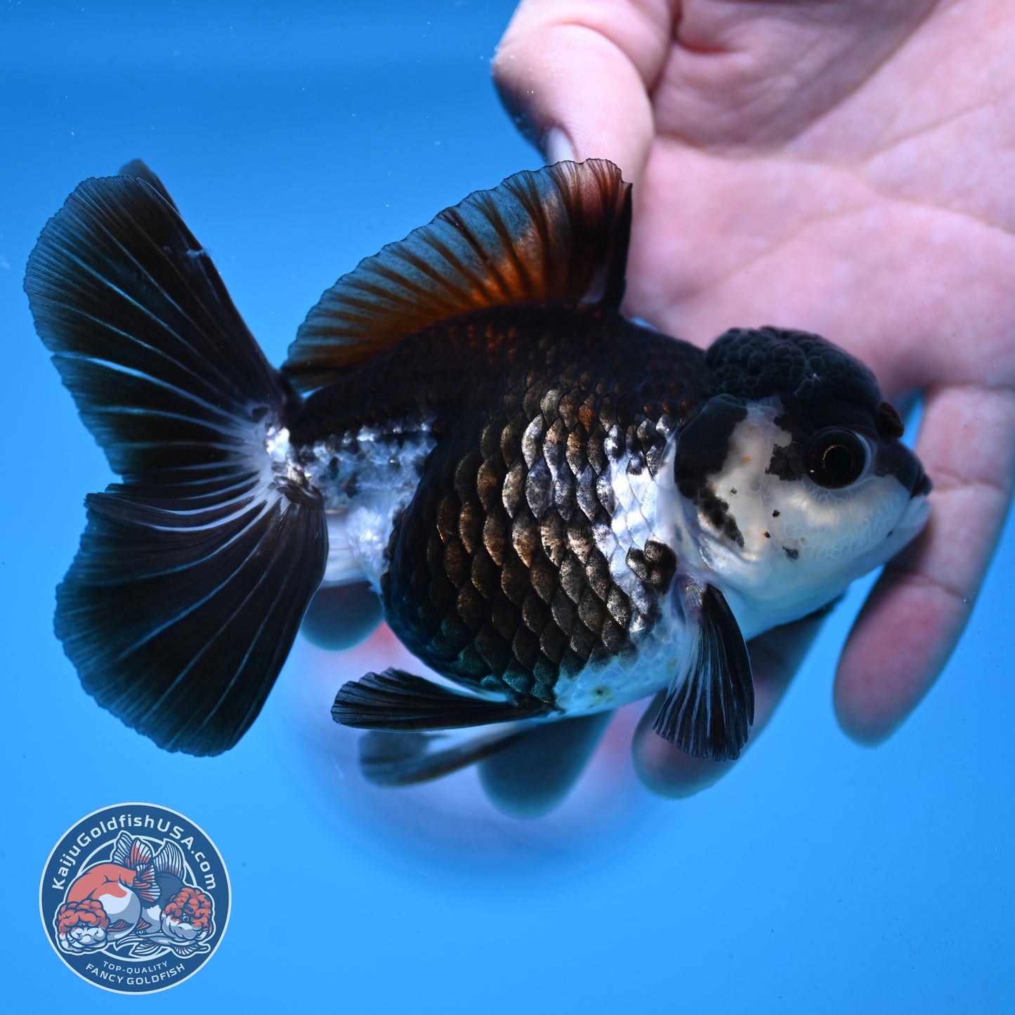 Panda Rose Tail Oranda 4 inch Body (251003_OR11)