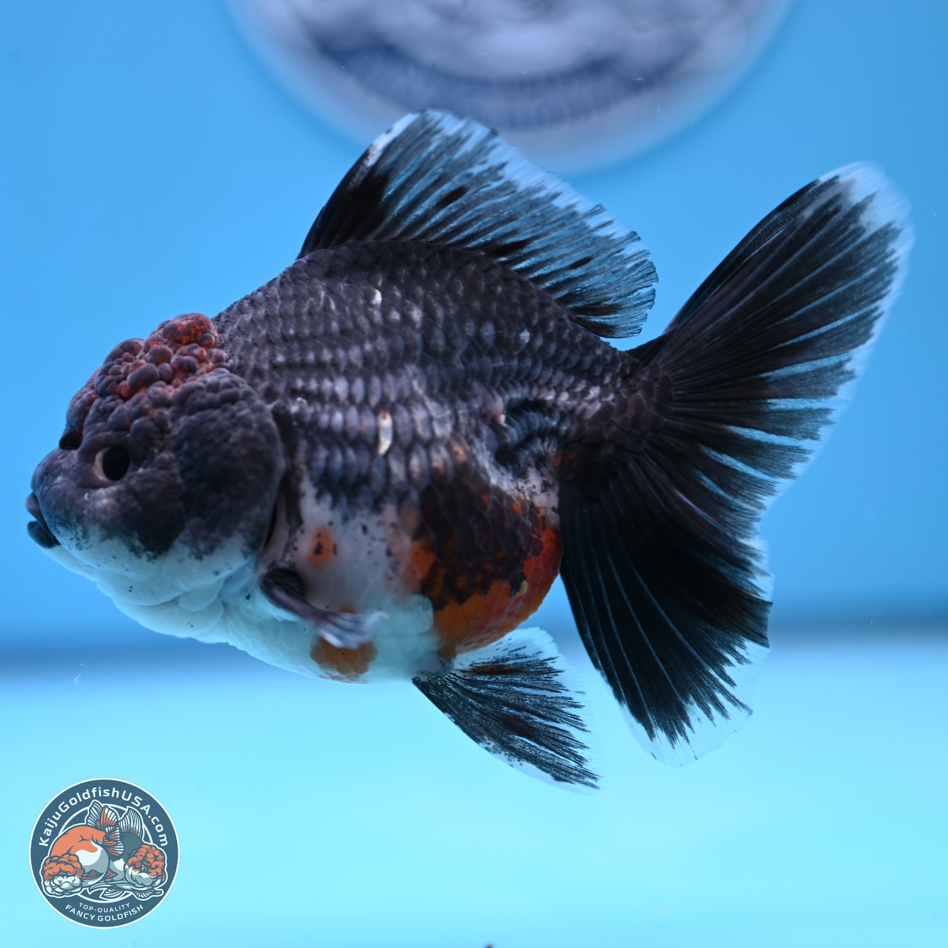 Shogun Blue Kirin Rose Tail Oranda 3.5in Body (240802_OR11) - Kaiju Goldfish USA