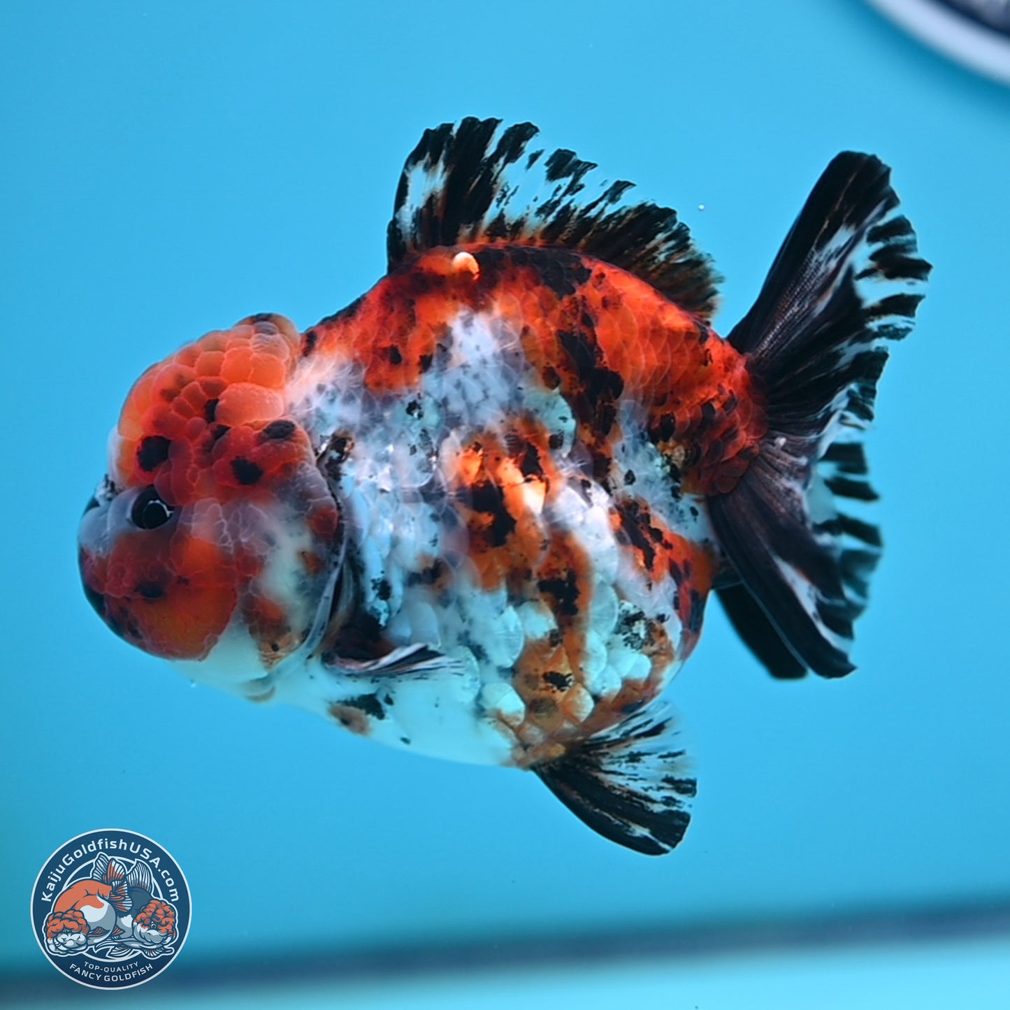 Shogun Calico Oranda 4 inches Body - Female (250207_OR11)