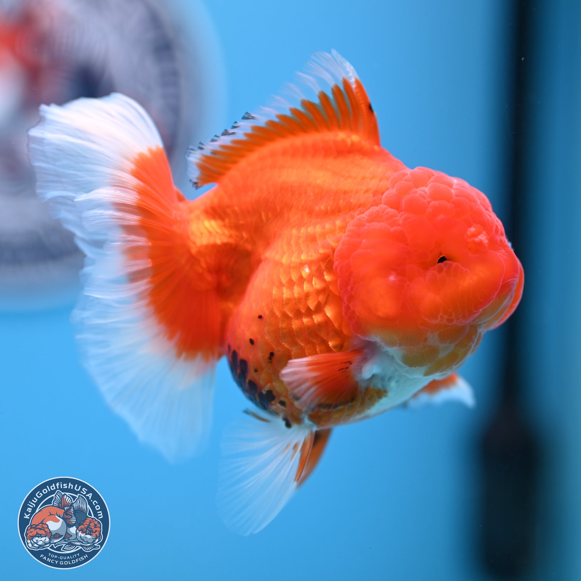 Tricolor Rose Tail Oranda 4 inches - Female (241206_OR11) - Kaiju Goldfish USA