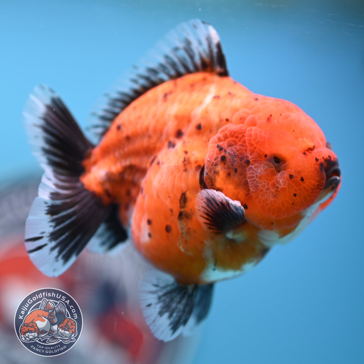 Shogun Tiger Oranda 3.5 inches Body - Female (250418_OR11)