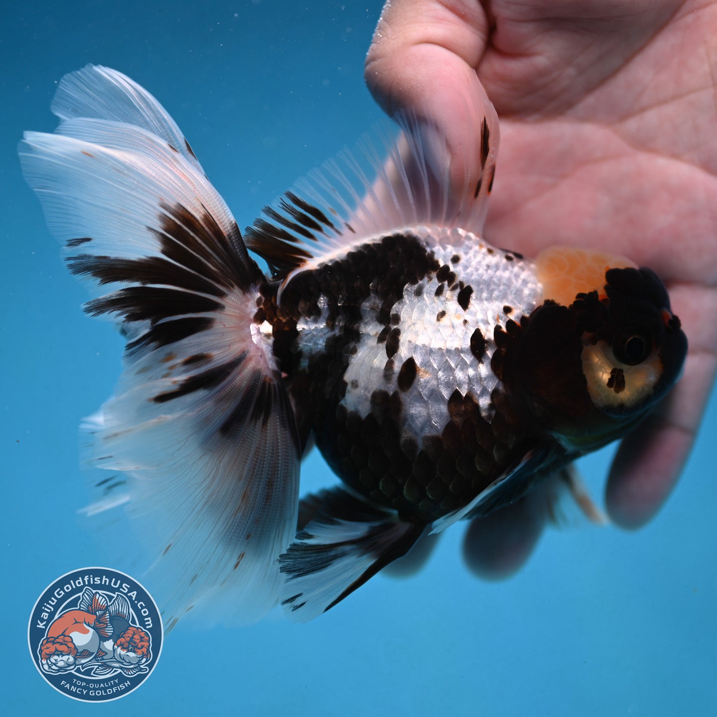 Butterfly Tail Panda Oranda 4 inch Body (250926_OR11)