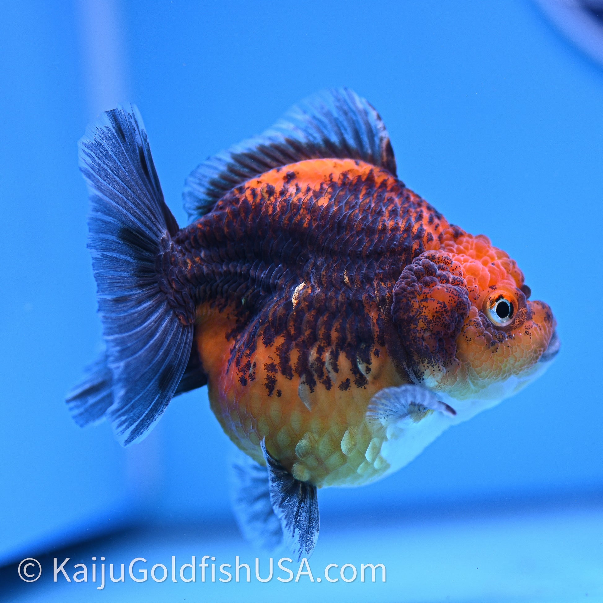 Shogun Godzilla Red Kirin Oranda 3.25in Body (240726_OR11) - Kaiju Goldfish USA