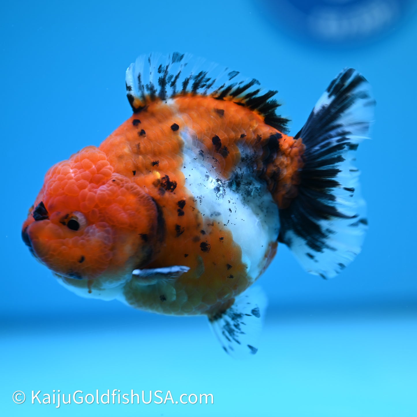 Shogun Godzilla Calico Oranda 3.5in Body (240614_OR11) - Kaiju Goldfish USA