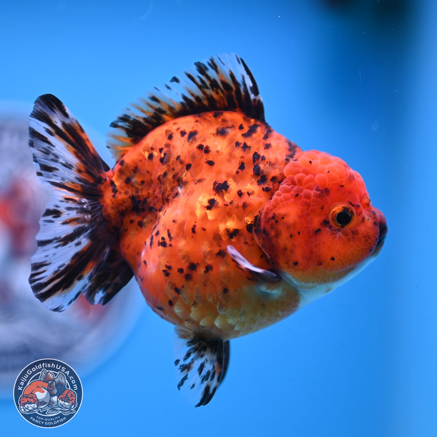 Shogun Tiger Oranda 4 inches Body - Female(250131_OR11)