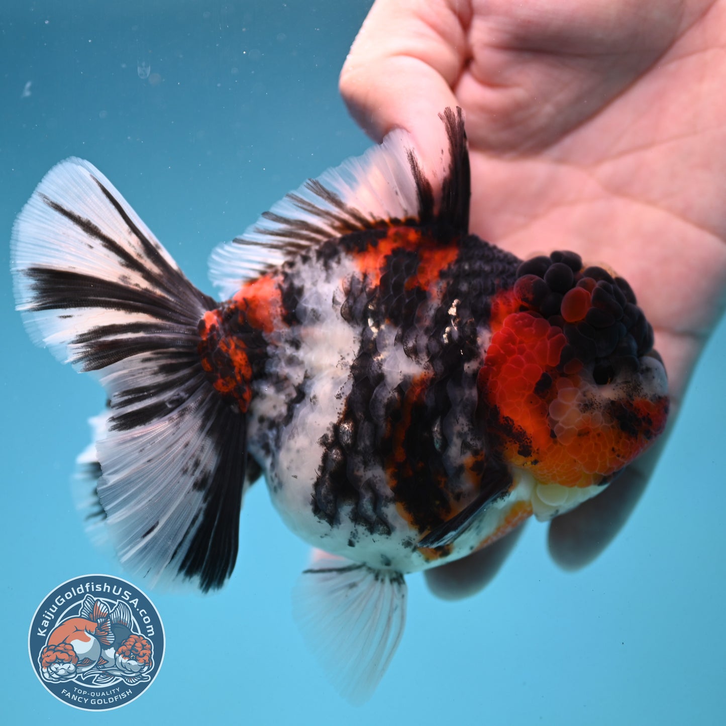 Sakura Tricolor Rosetail Tiger Oranda 4 inch Body (250919_OR11)