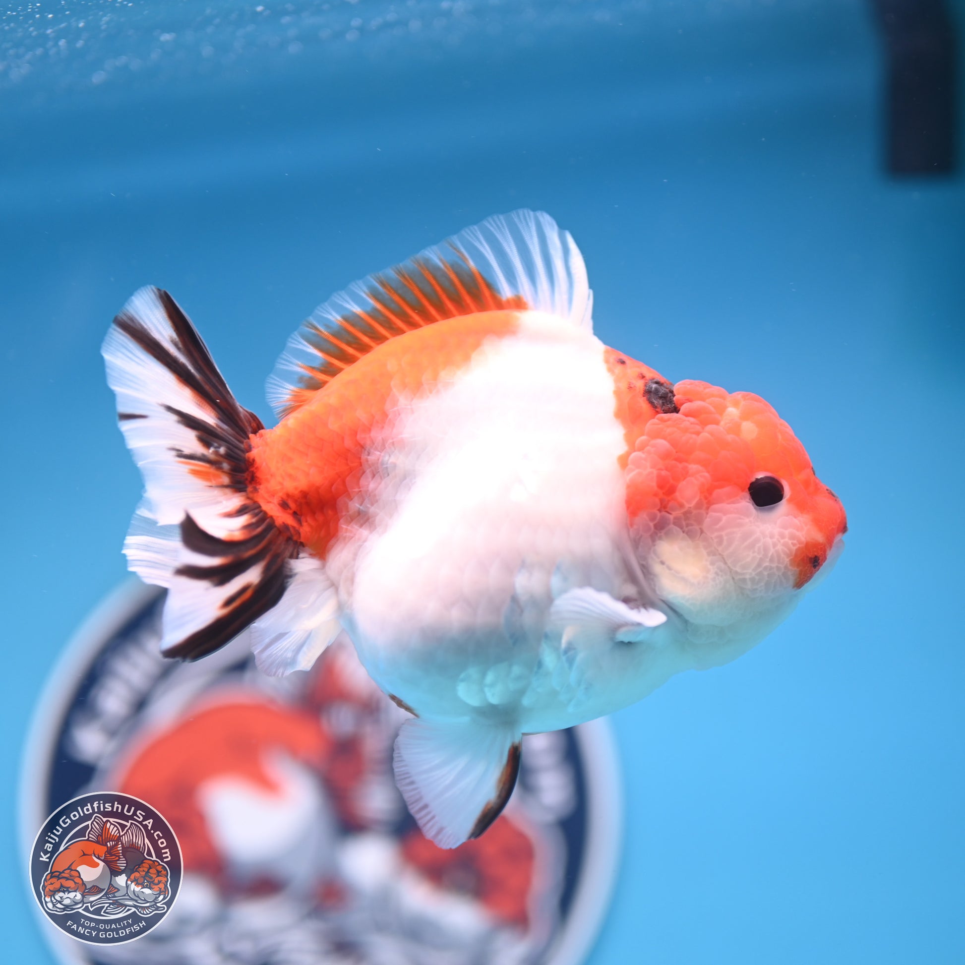 Tricolor Sakura YuanBao Oranda 4.5 inches Body - Female (250103_OR11) - Kaiju Goldfish USA