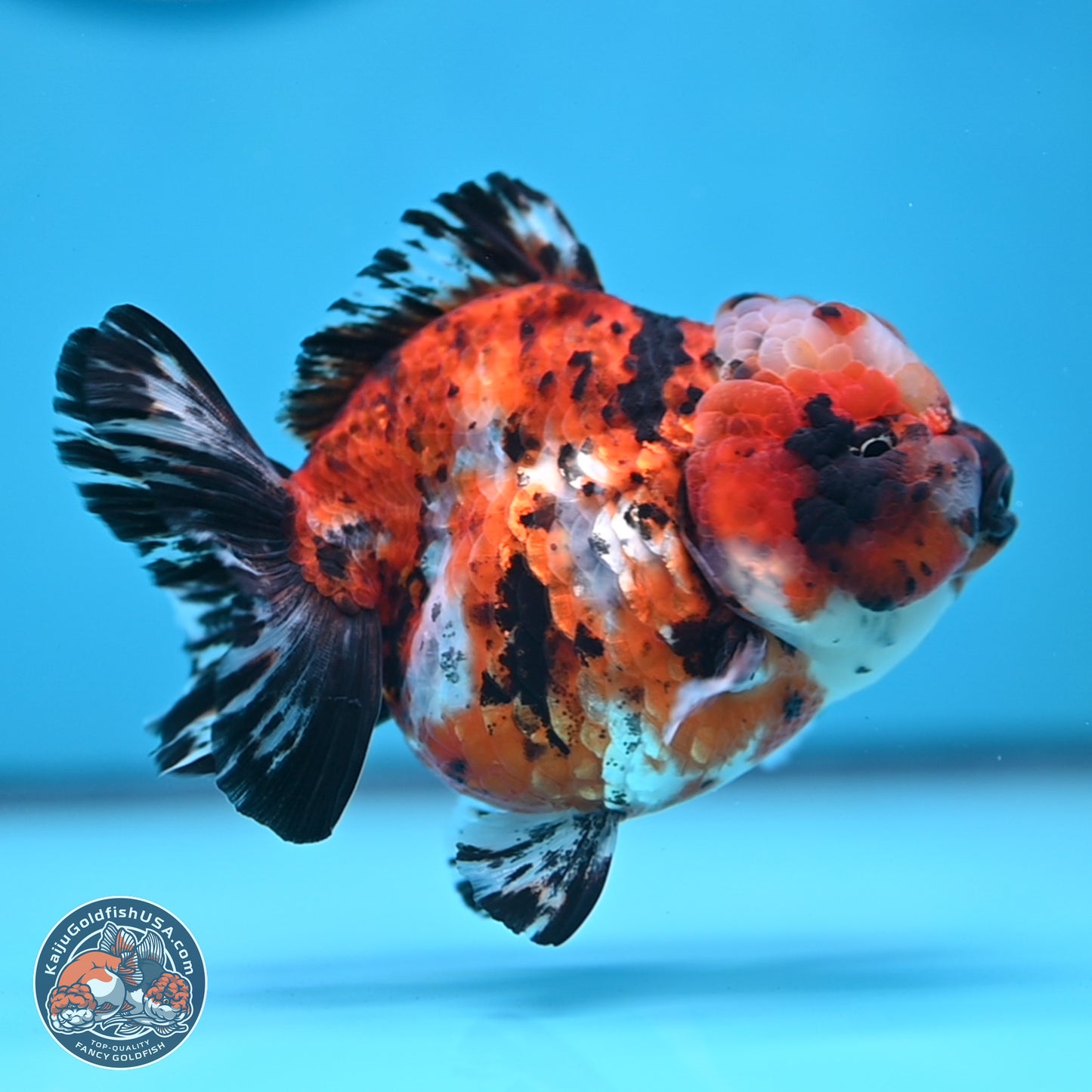 Shogun Calico Oranda 4 inches Body - Female (250207_OR11)