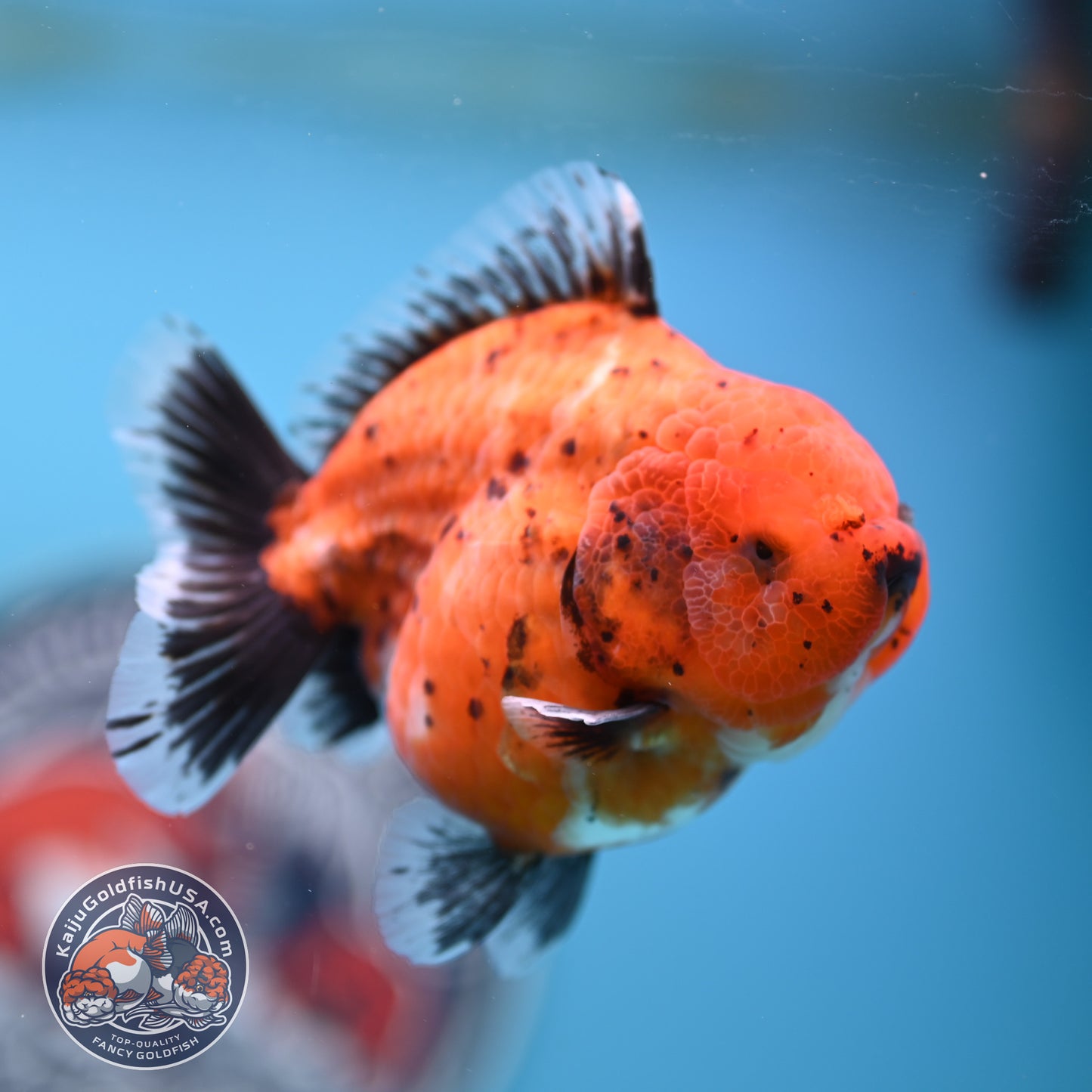 Shogun Tiger Oranda 3.5 inches Body - Female (250418_OR11)