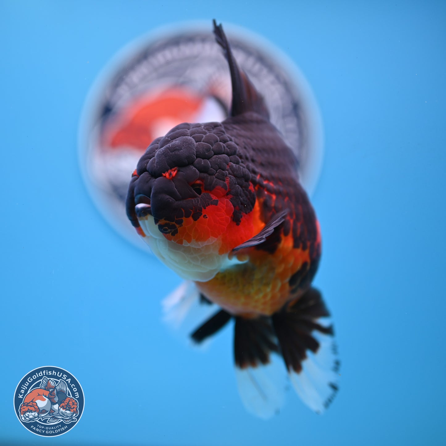 Apache Rose Tail Oranda 4.5 inches Body - Female (250214_OR11)