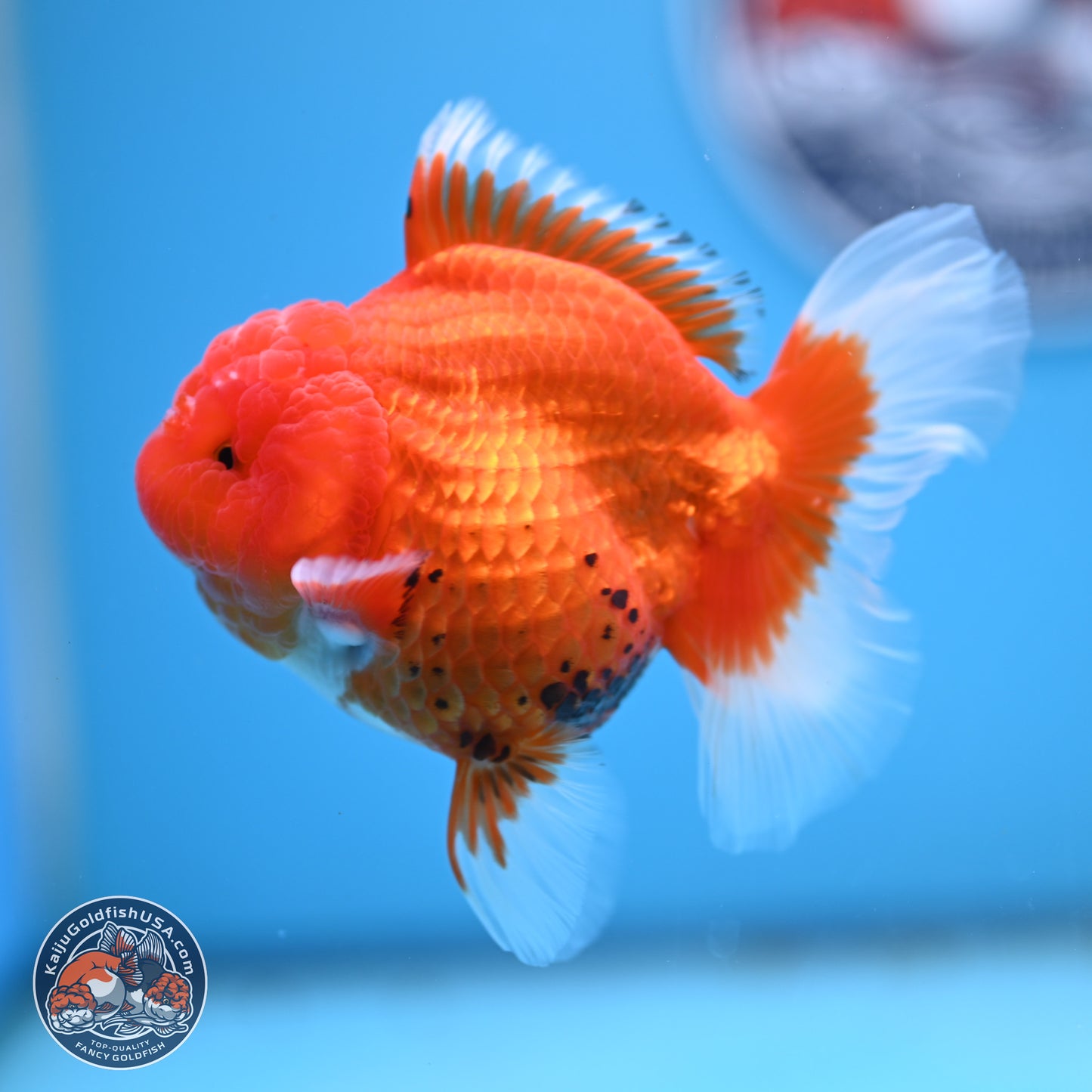 Tricolor Rose Tail Oranda 4 inches - Female (241206_OR11) - Kaiju Goldfish USA