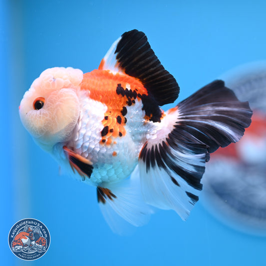 Tricolor Rose Tail Oranda 4.5 inches - Female (241122_OR11) - Kaiju Goldfish USA