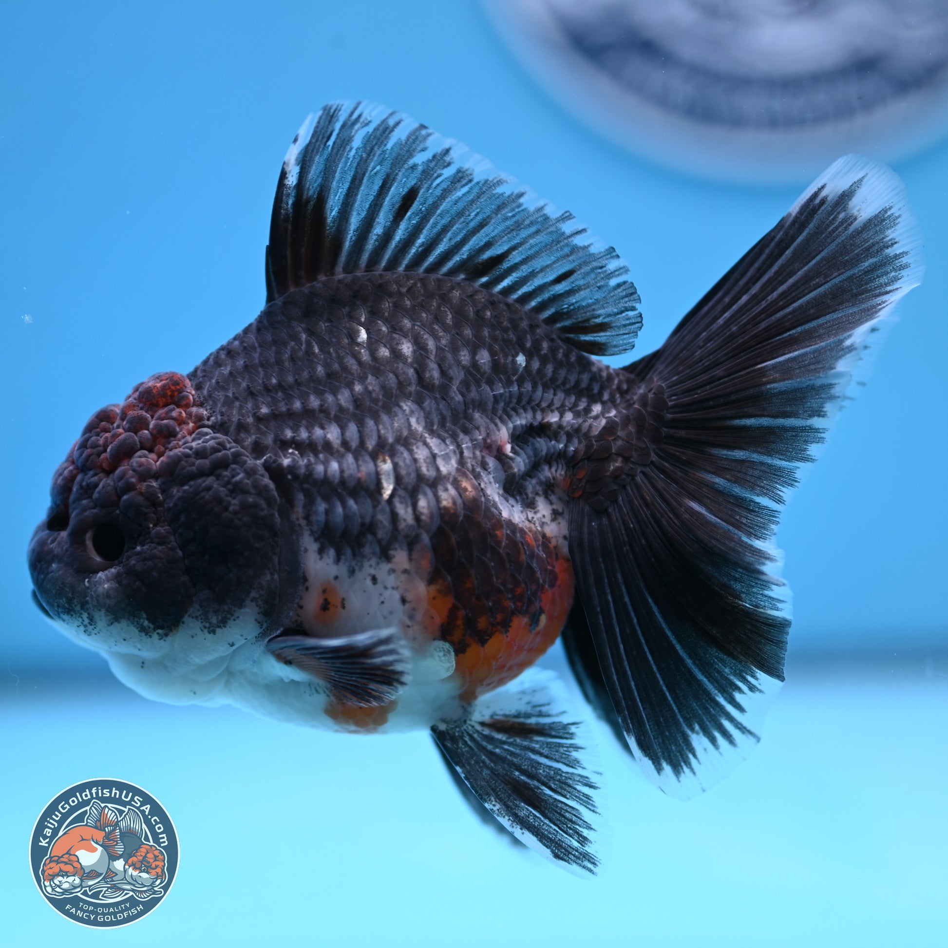 Shogun Blue Kirin Rose Tail Oranda 3.5in Body (240802_OR11) - Kaiju Goldfish USA