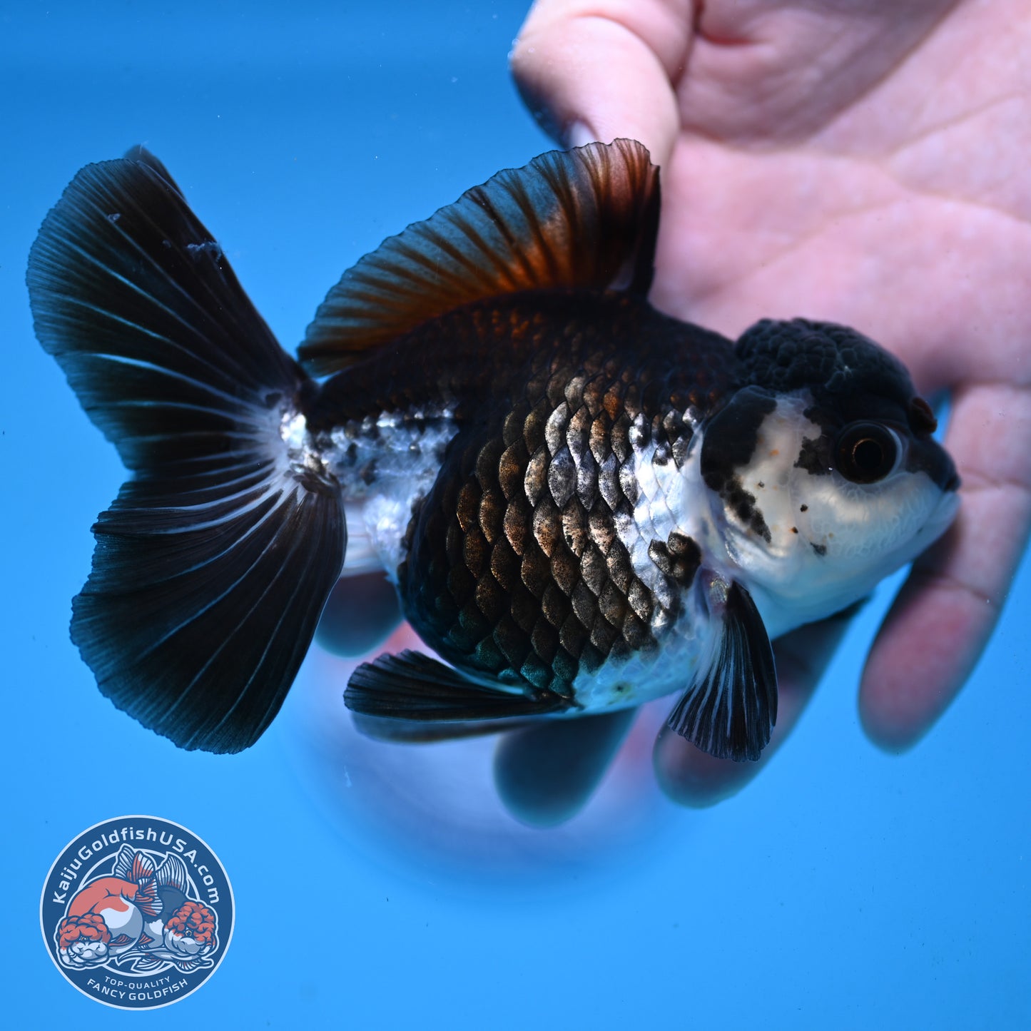 Panda Rose Tail Oranda 4 inch Body (251003_OR11)