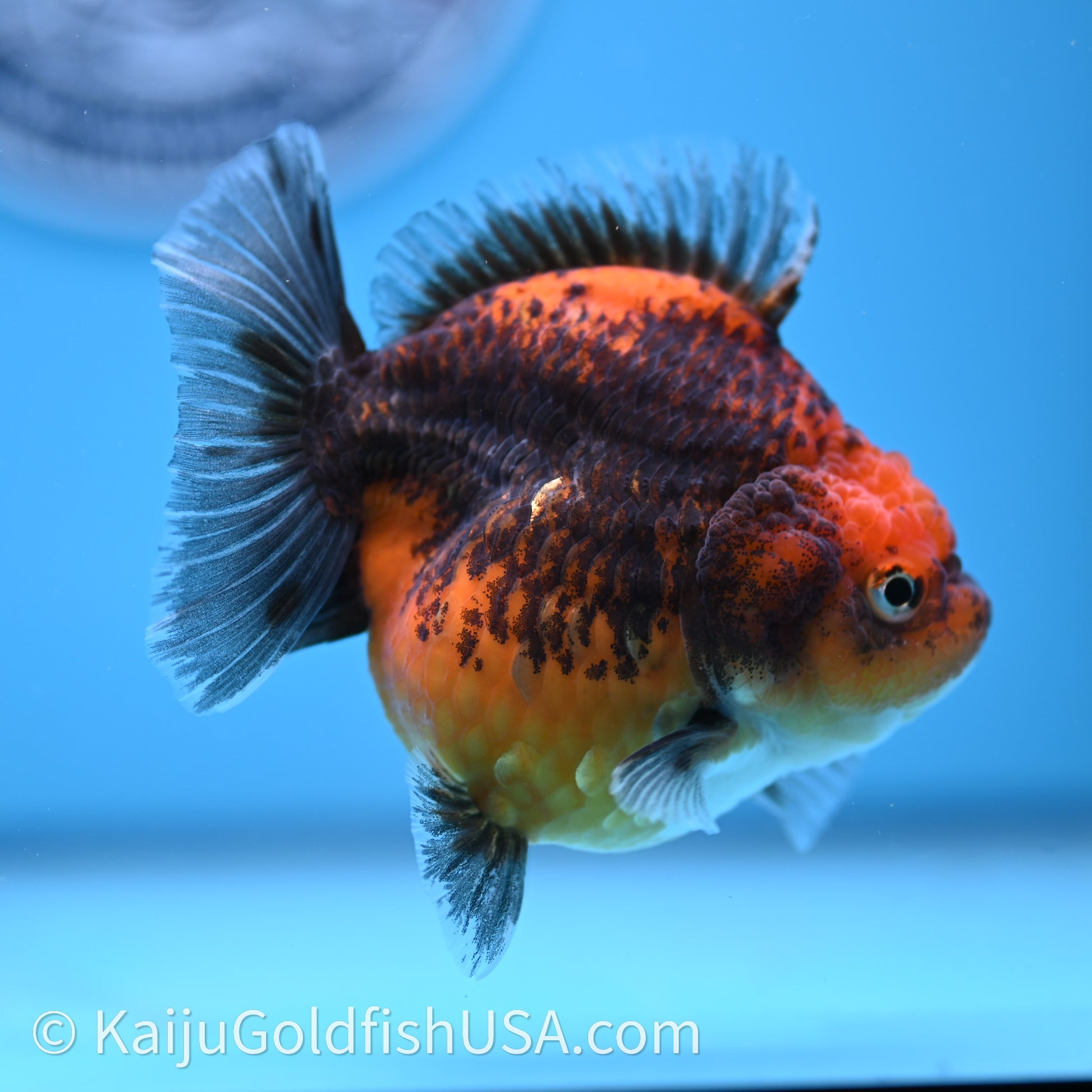 Shogun Godzilla Red Kirin Oranda 3.25in Body (240726_OR11) - Kaiju Goldfish USA