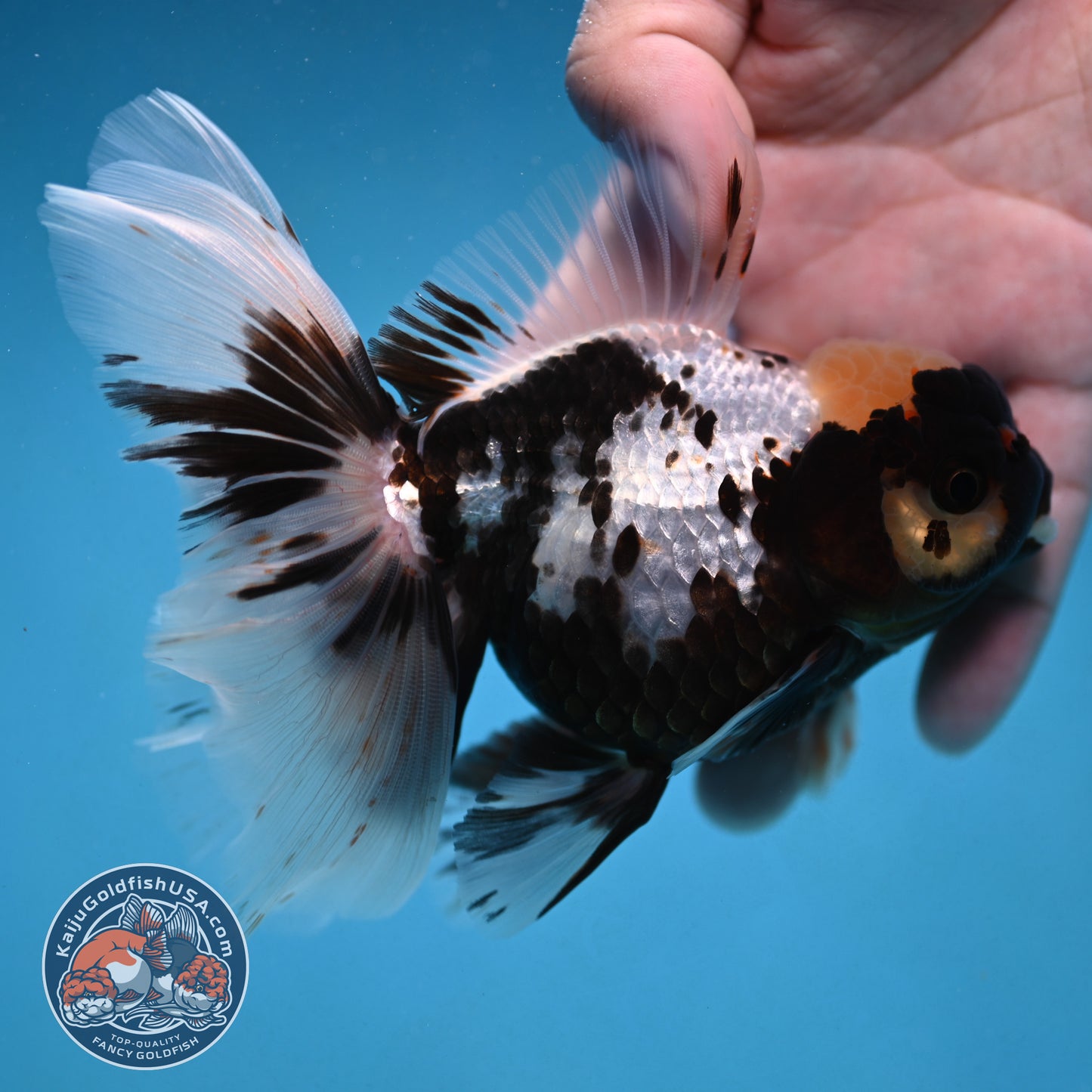Butterfly Tail Panda Oranda 4 inch Body (250926_OR11)