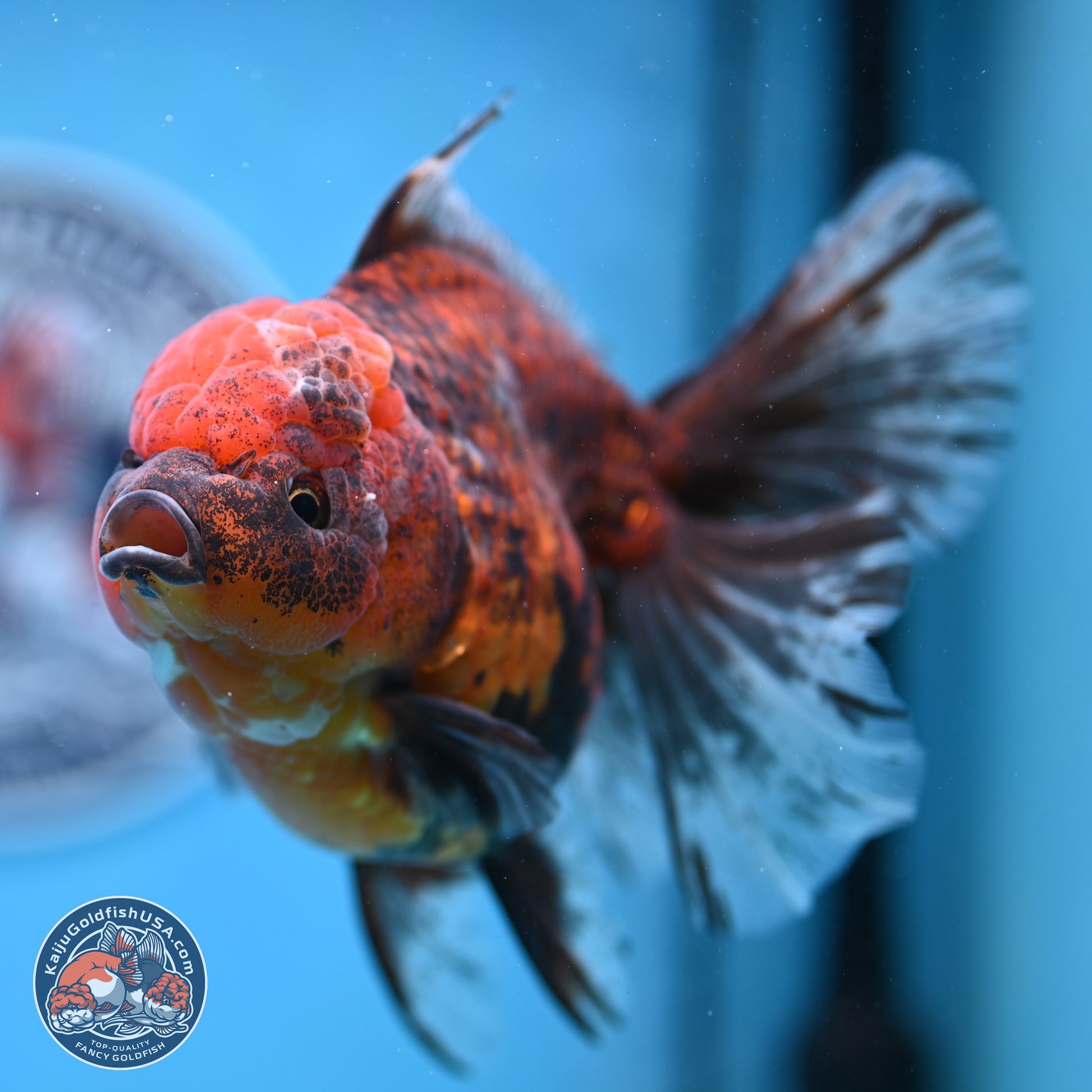 Tiger Rose Tail Oranda 6 inches - Female (241129_OR11) - Kaiju Goldfish USA