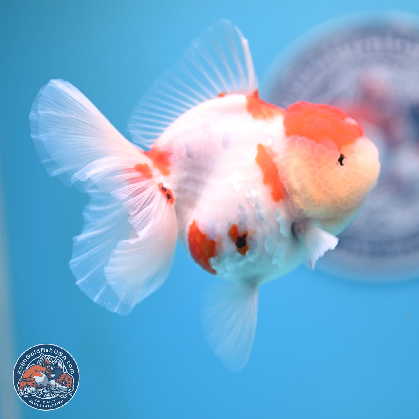 Tricolor Sakura Rose Tail Oranda 4.25 inches (241025_OR11) - Kaiju Goldfish USA