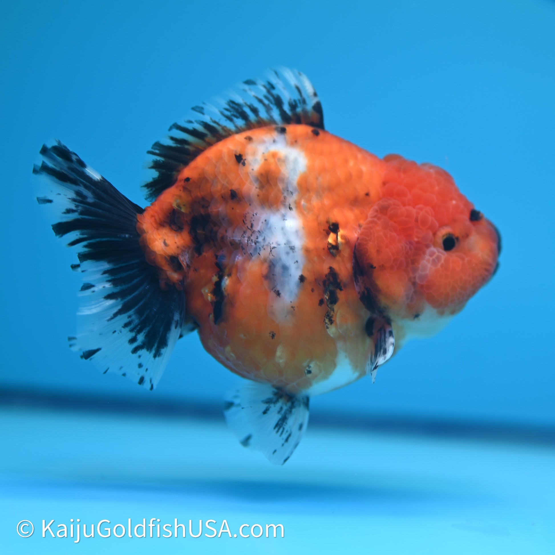 Shogun Godzilla Calico Oranda 3.5in Body (240614_OR11) - Kaiju Goldfish USA