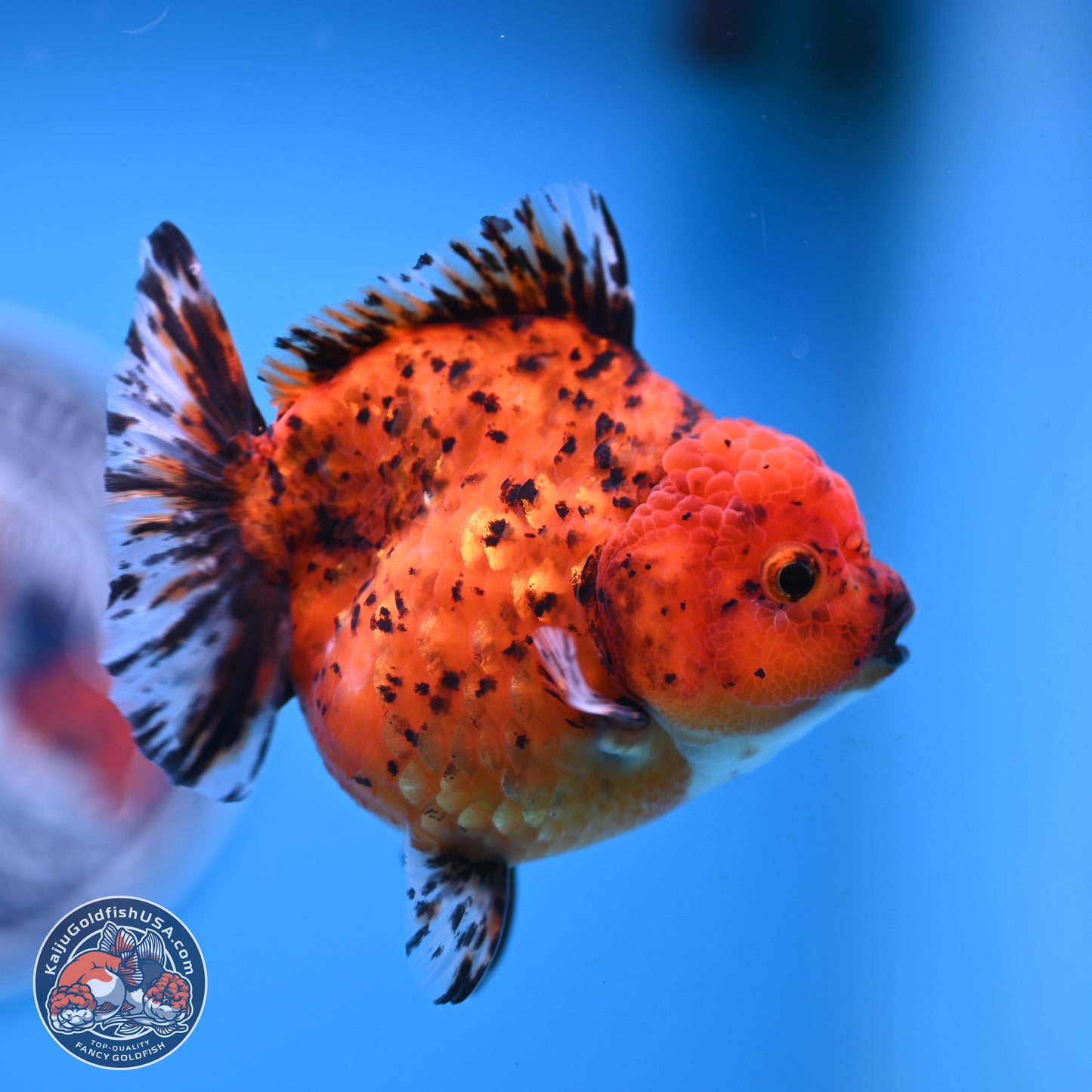 Shogun Tiger Oranda 4 inches Body - Female(250131_OR11)