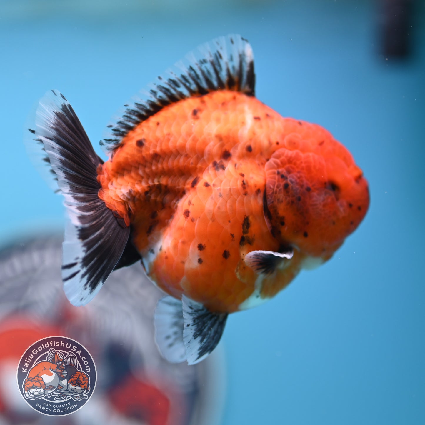 Shogun Tiger Oranda 3.5 inches Body - Female (250418_OR11)