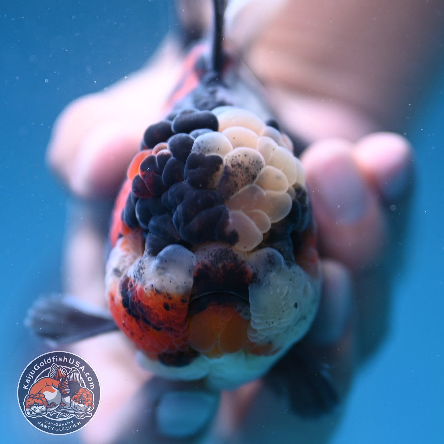 Sakura Tricolor Rosetail Tiger Oranda 4 inch Body (250919_OR11)