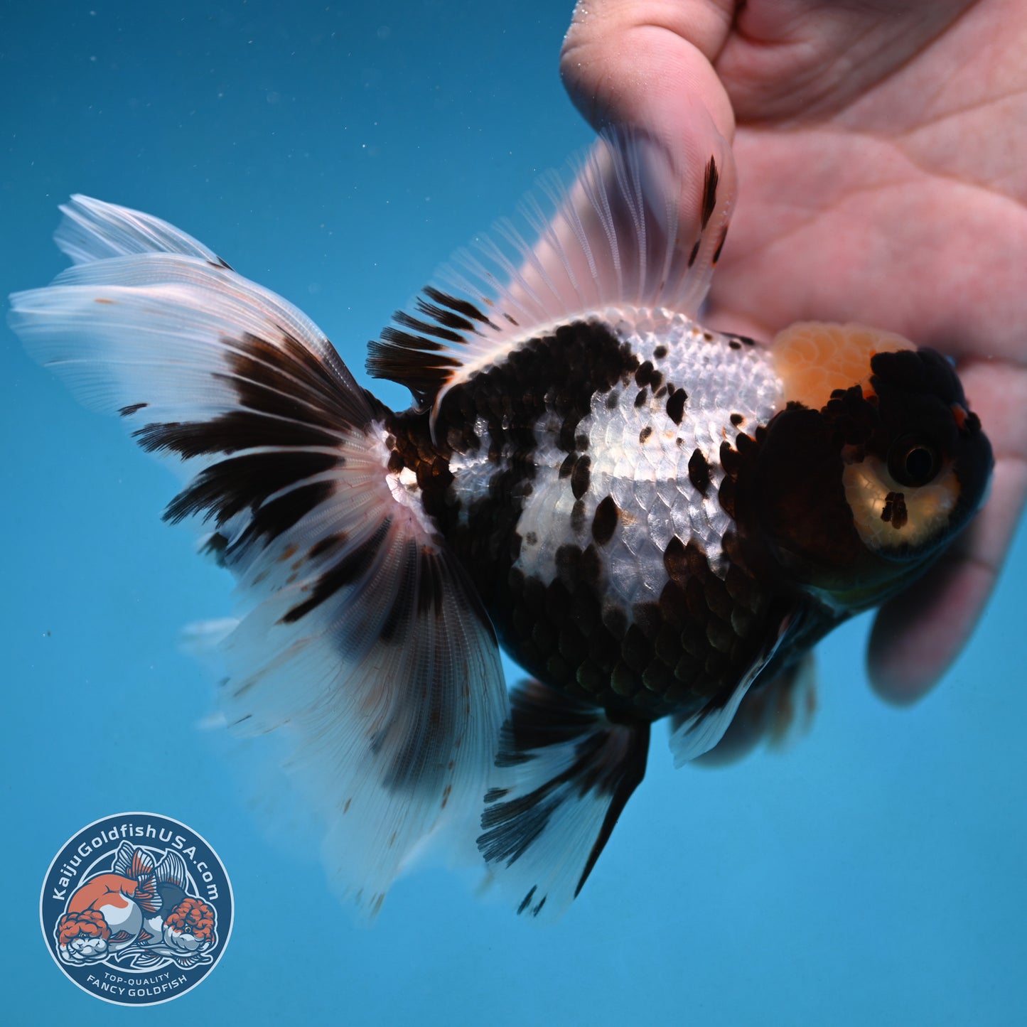 Butterfly Tail Panda Oranda 4 inch Body (250926_OR11)