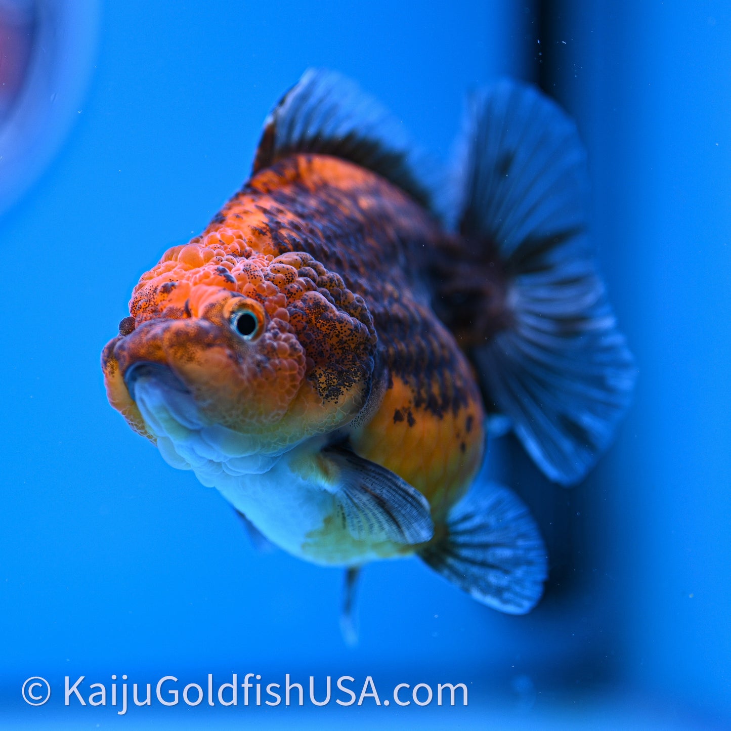 Shogun Godzilla Red Kirin Oranda 3.25in Body (240726_OR11) - Kaiju Goldfish USA