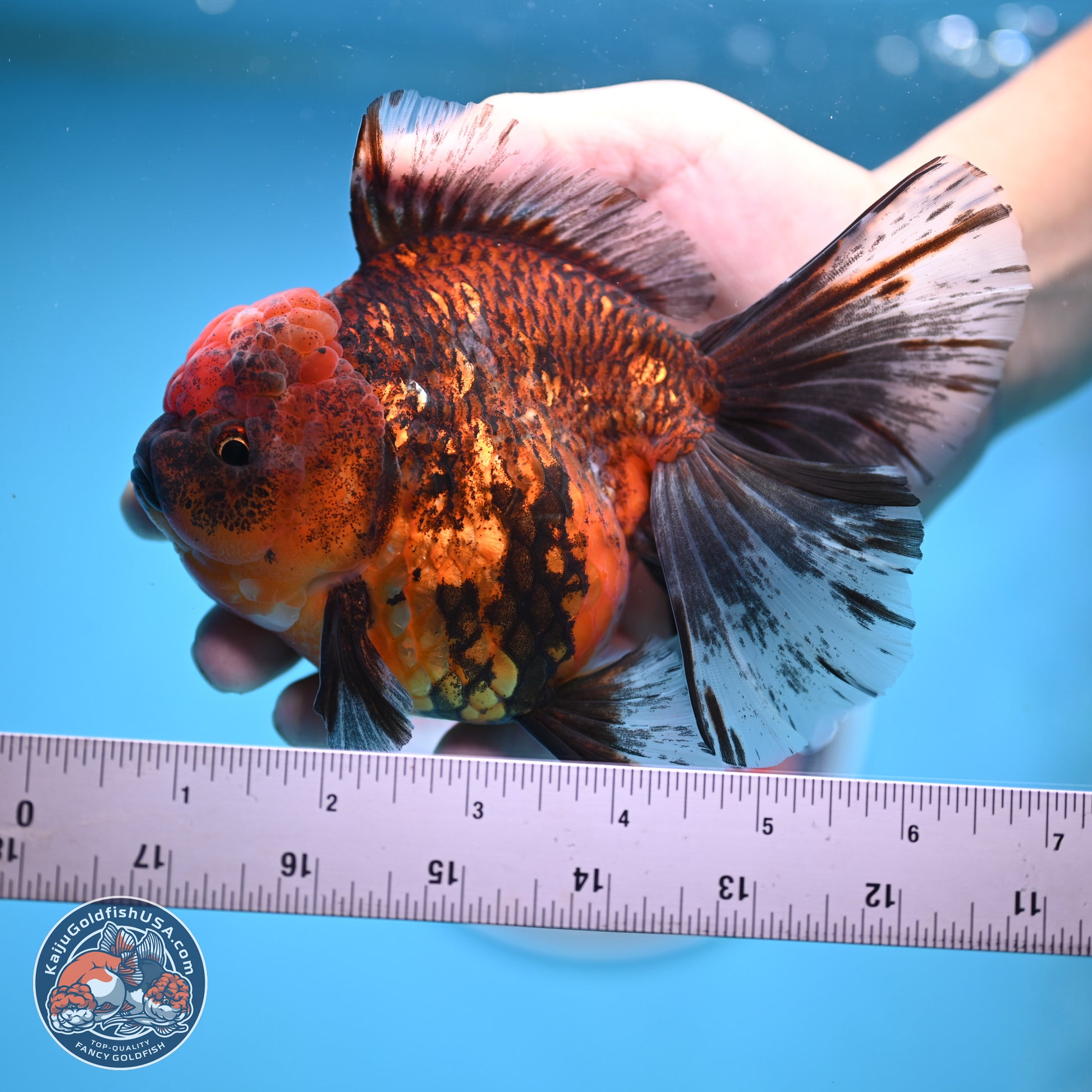 Tiger Rose Tail Oranda 6 inches - Female (241129_OR11) - Kaiju Goldfish USA