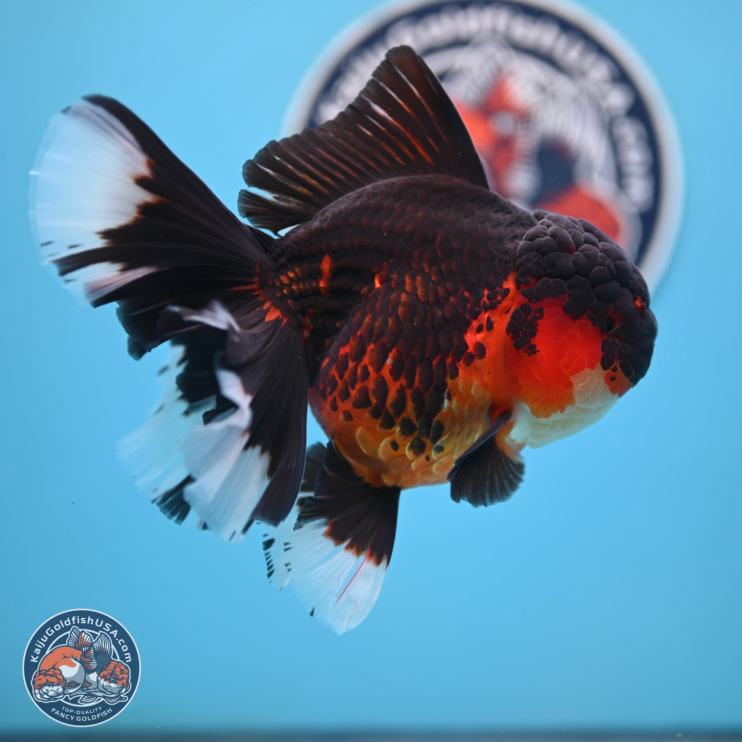 Apache Rose Tail Oranda 4.5 inches Body - Female (250214_OR11)