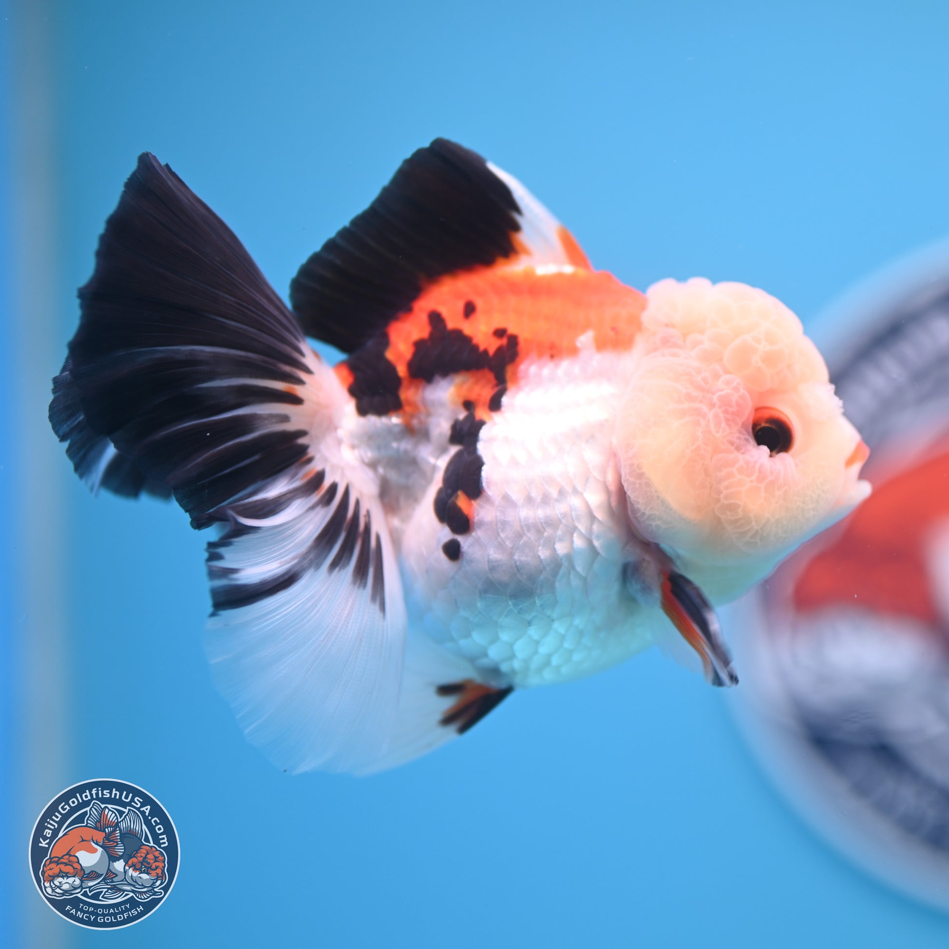 Tricolor Rose Tail Oranda 4.5 inches - Female (241122_OR11) - Kaiju Goldfish USA