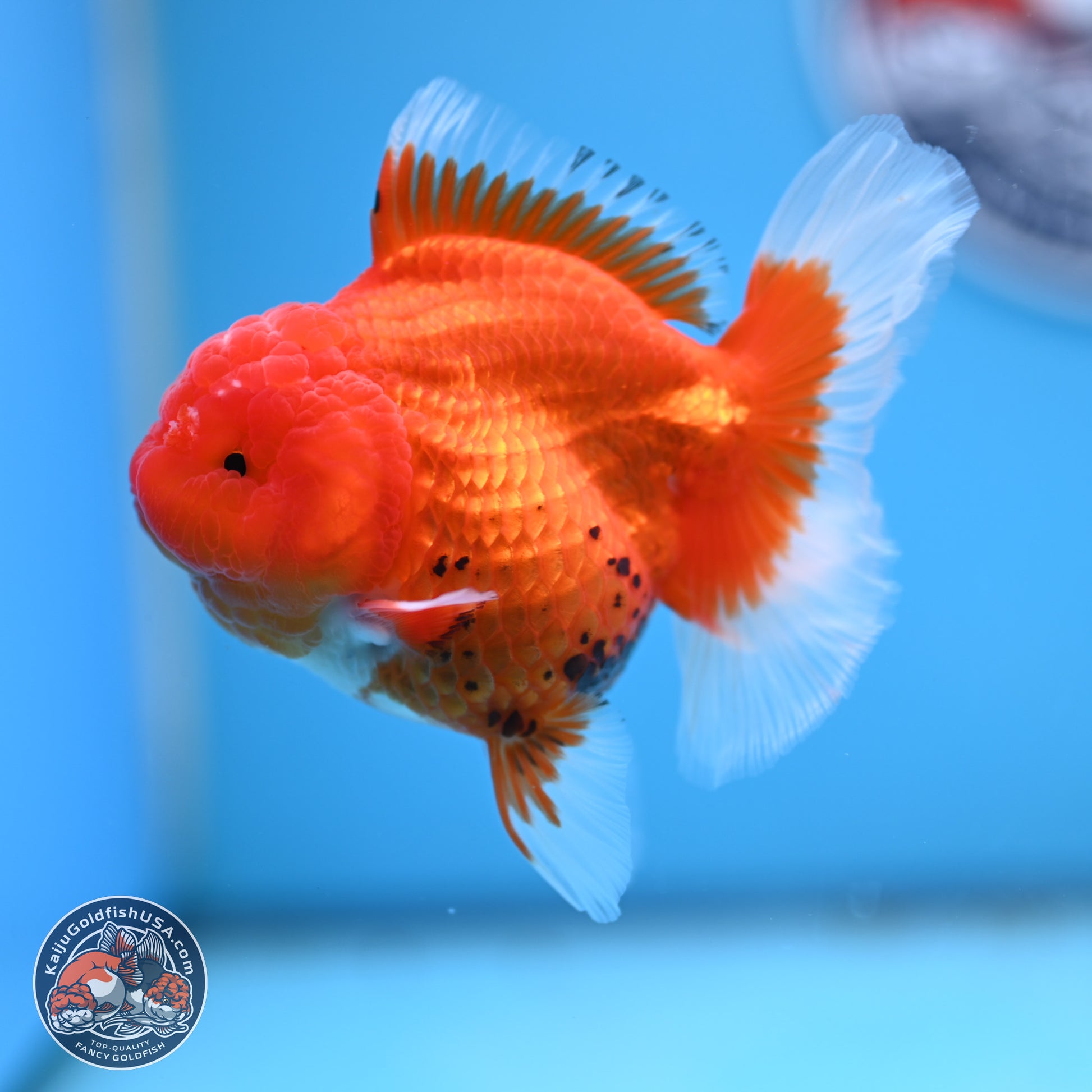 Tricolor Rose Tail Oranda 4 inches - Female (241206_OR11) - Kaiju Goldfish USA