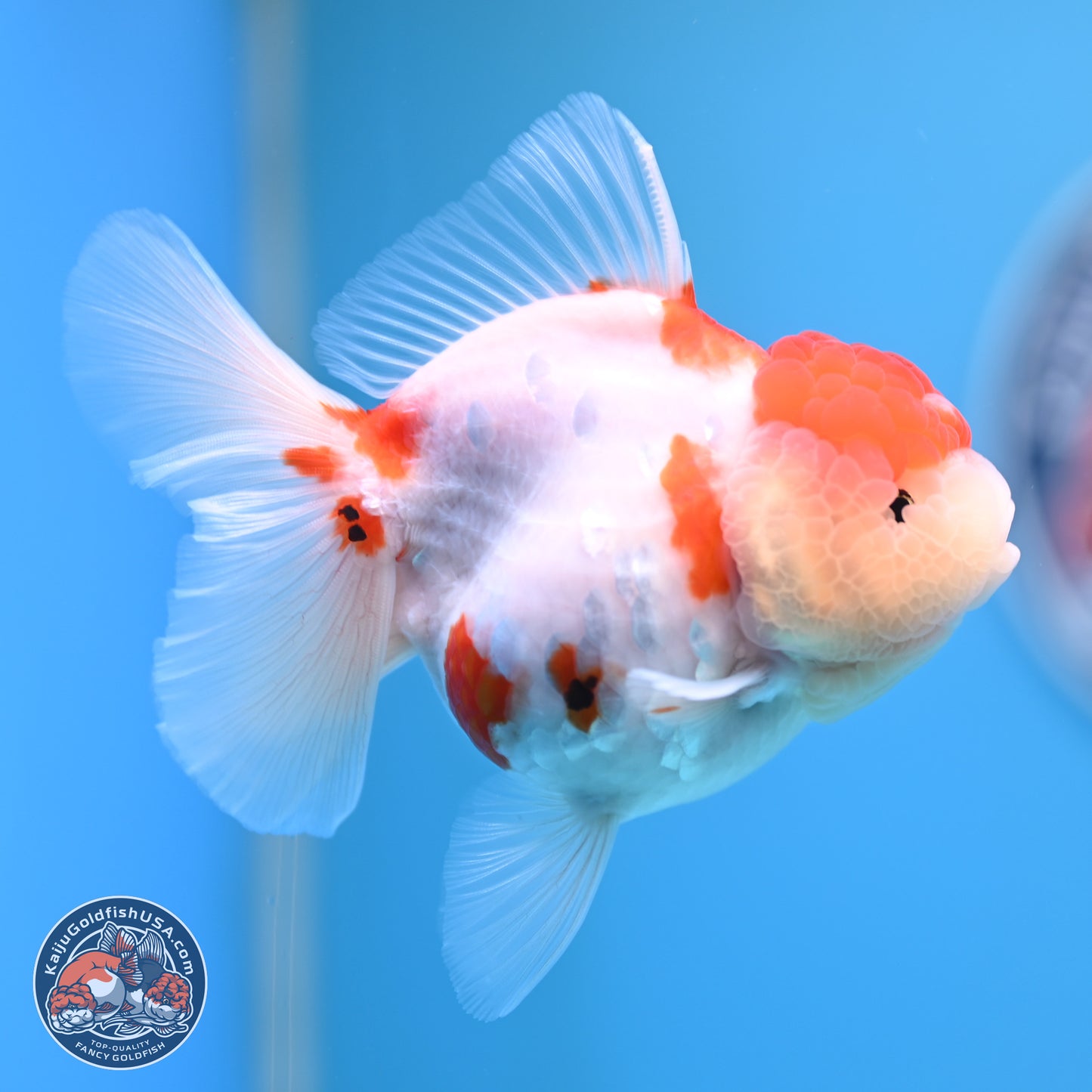 Tricolor Sakura Rose Tail Oranda 4.25 inches (241025_OR11) - Kaiju Goldfish USA