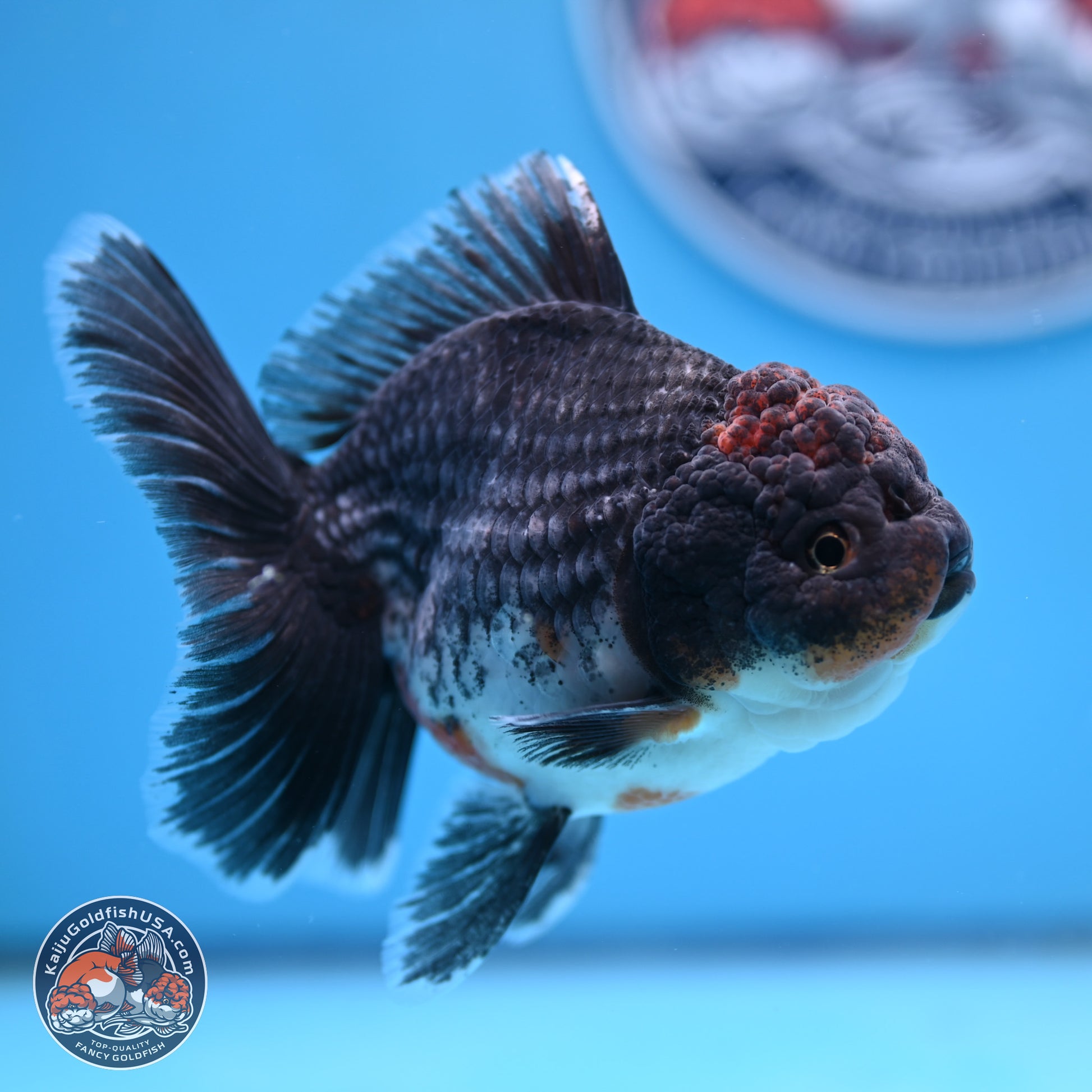 Shogun Blue Kirin Rose Tail Oranda 3.5in Body (240802_OR11) - Kaiju Goldfish USA