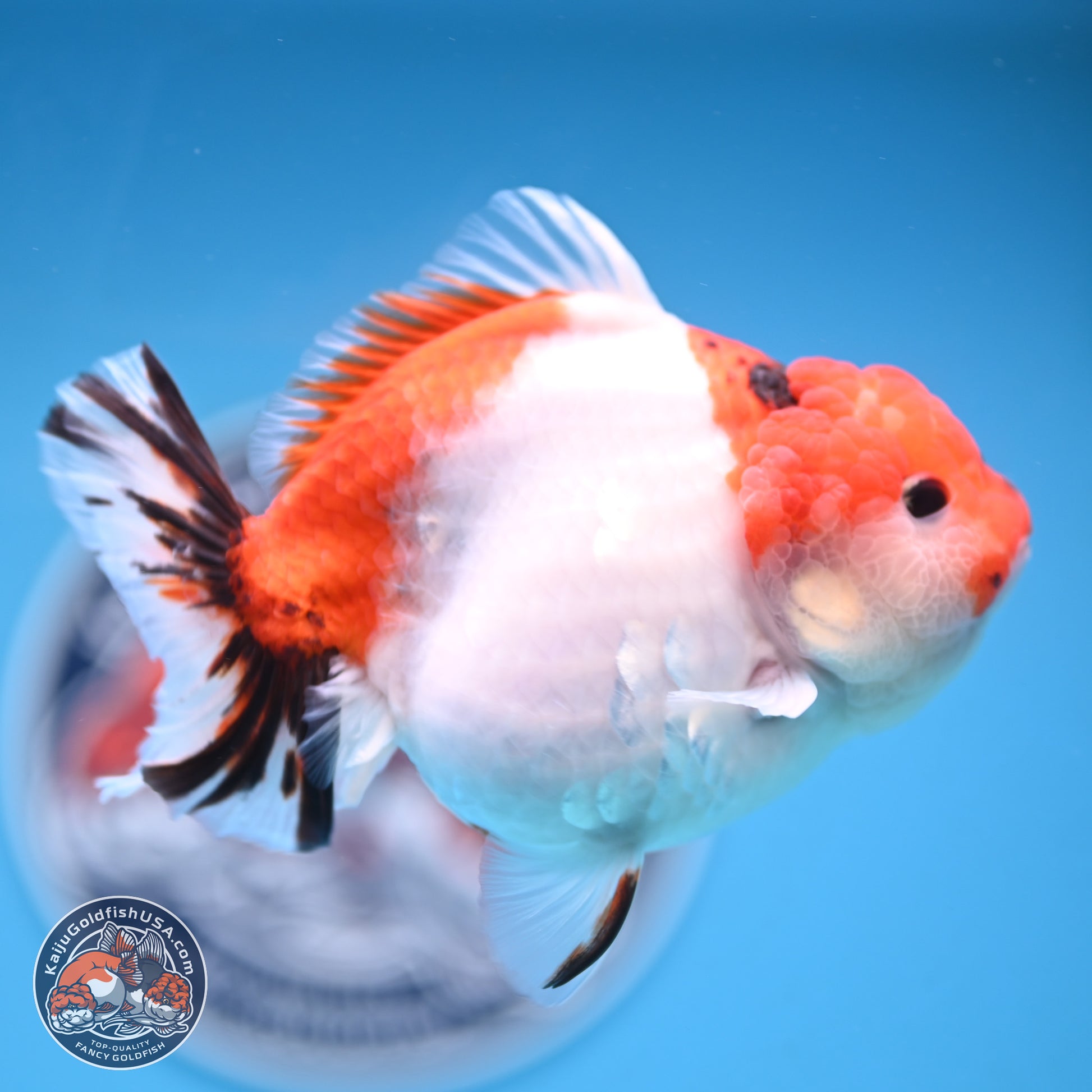 Tricolor Sakura YuanBao Oranda 4.5 inches Body - Female (250103_OR11) - Kaiju Goldfish USA