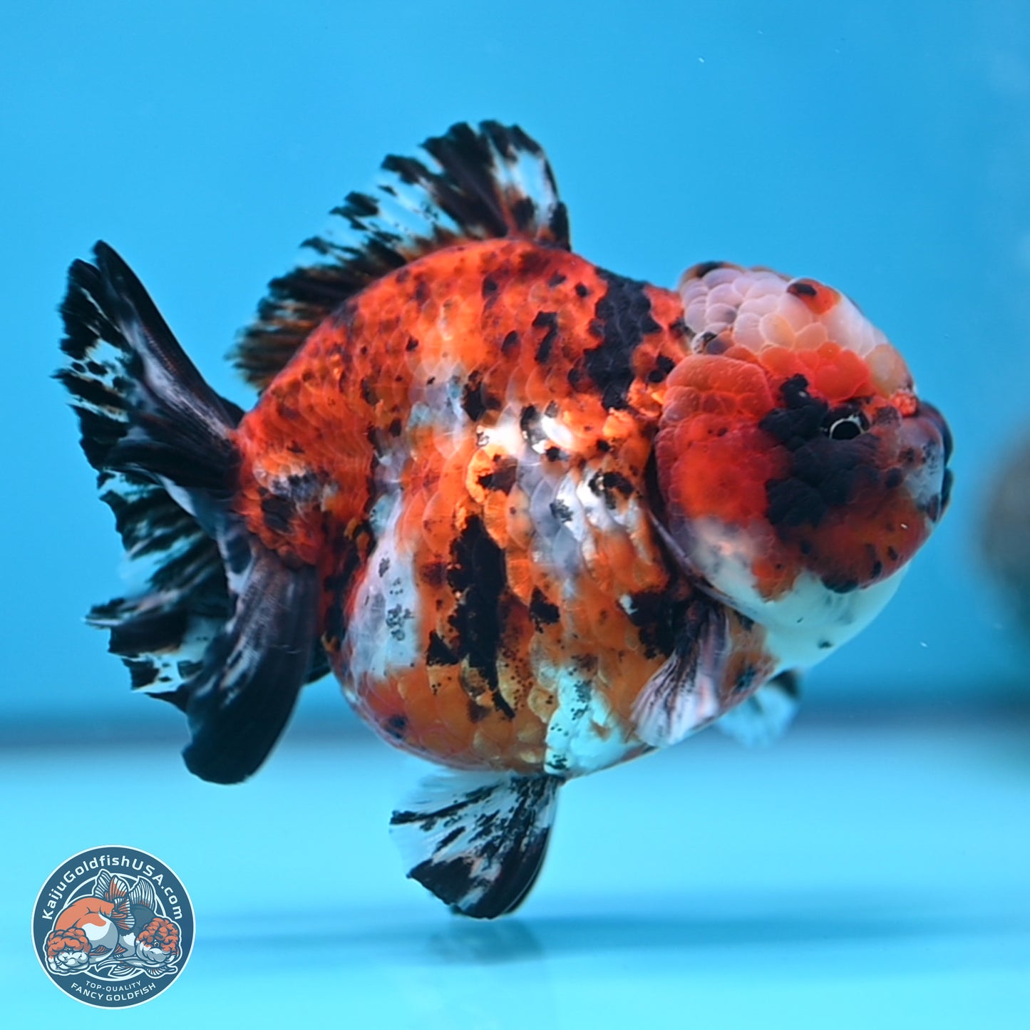 Shogun Calico Oranda 4 inches Body - Female (250207_OR11)