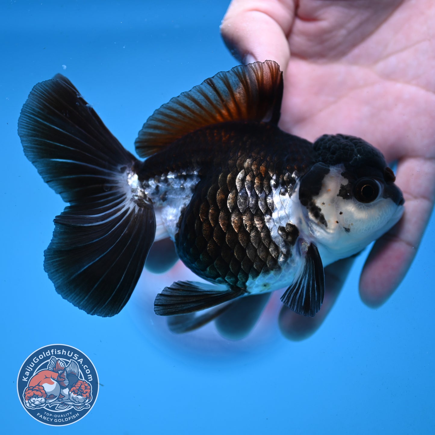 Panda Rose Tail Oranda 4 inch Body (251003_OR11)