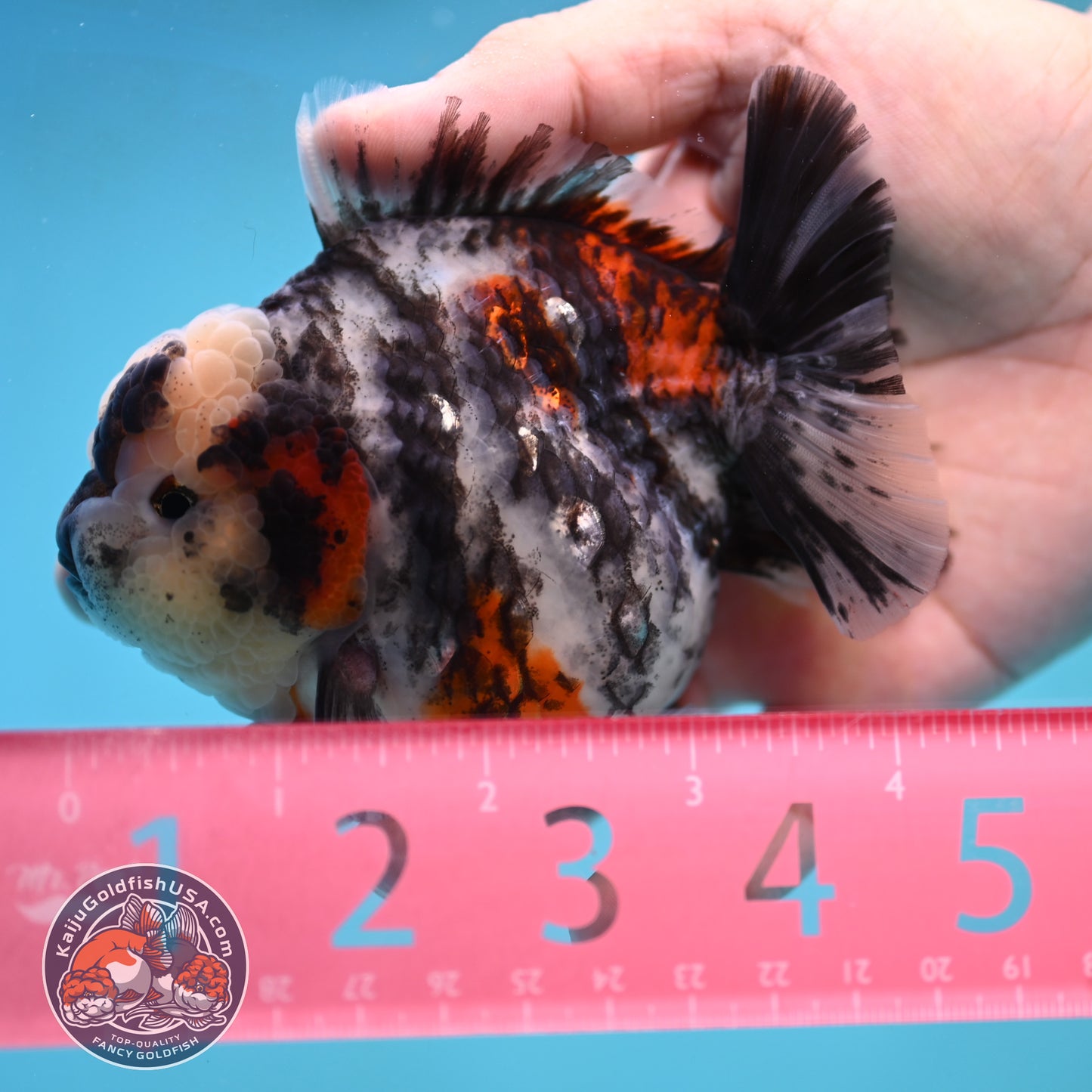 Tricolor White Tiger Oranda 3.5 inch Body (250905_OR11)